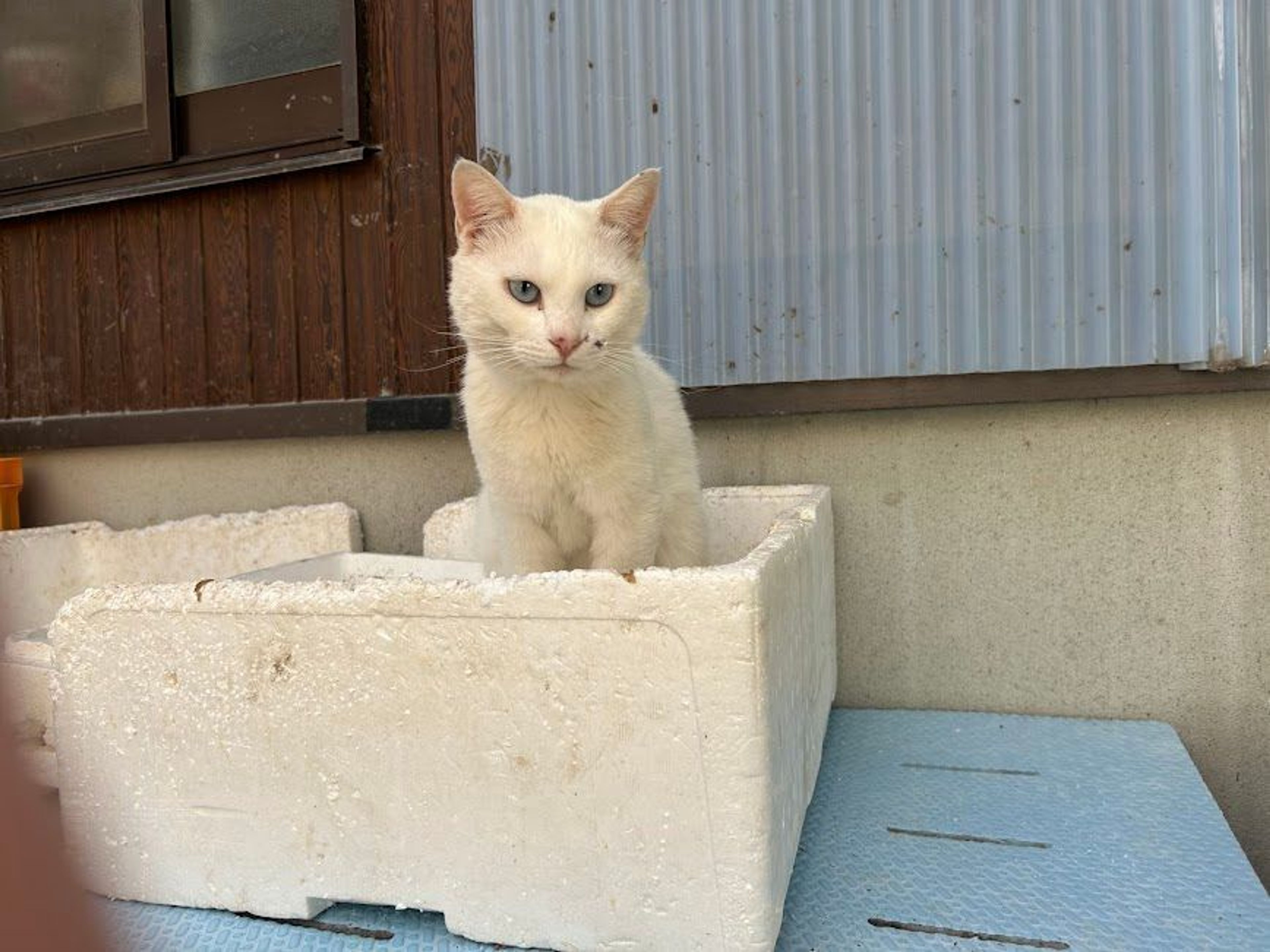 image-2