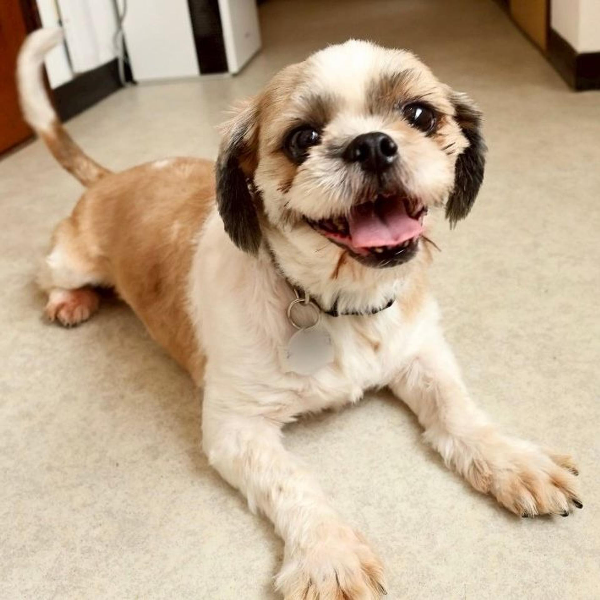 pet-image-4