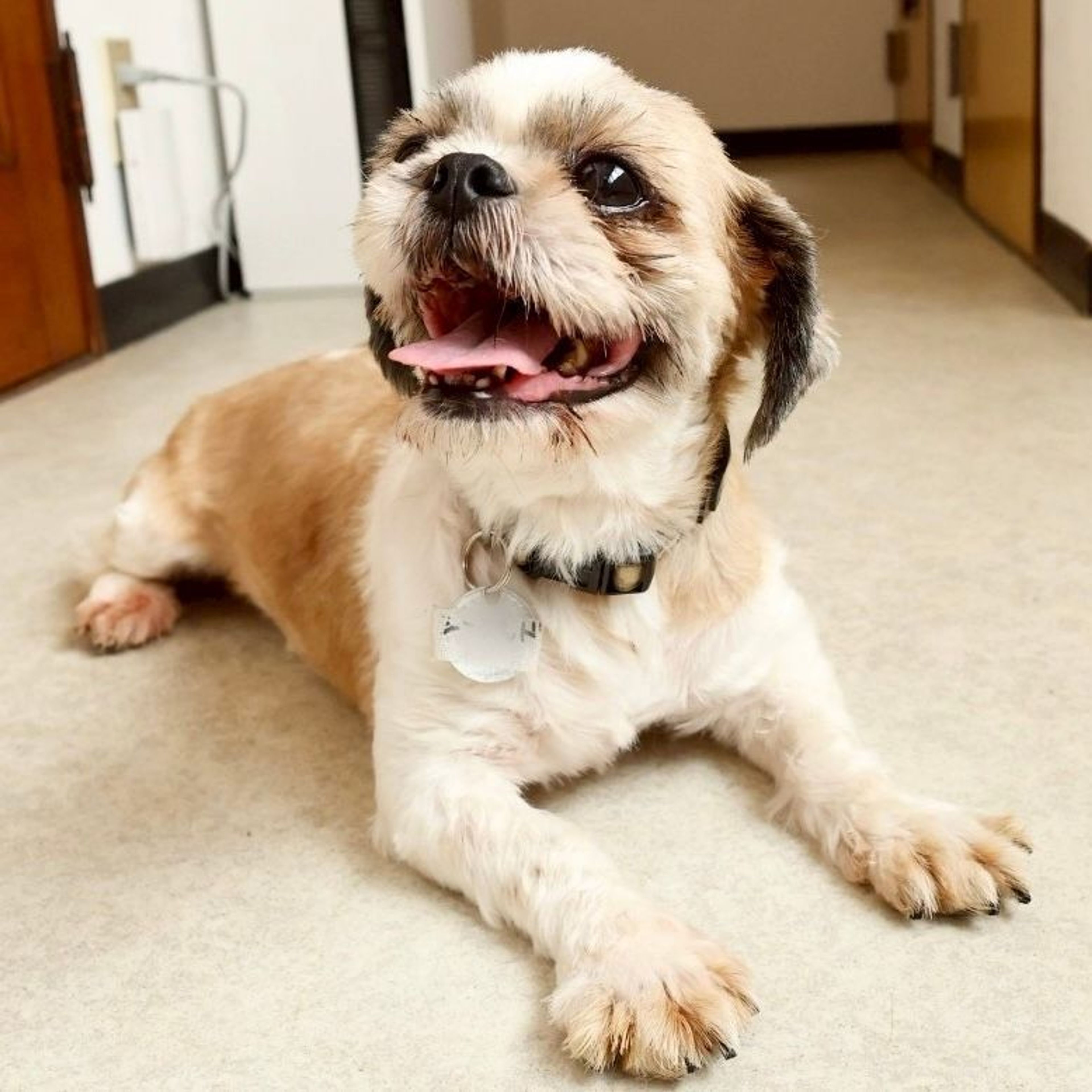 pet-image-7