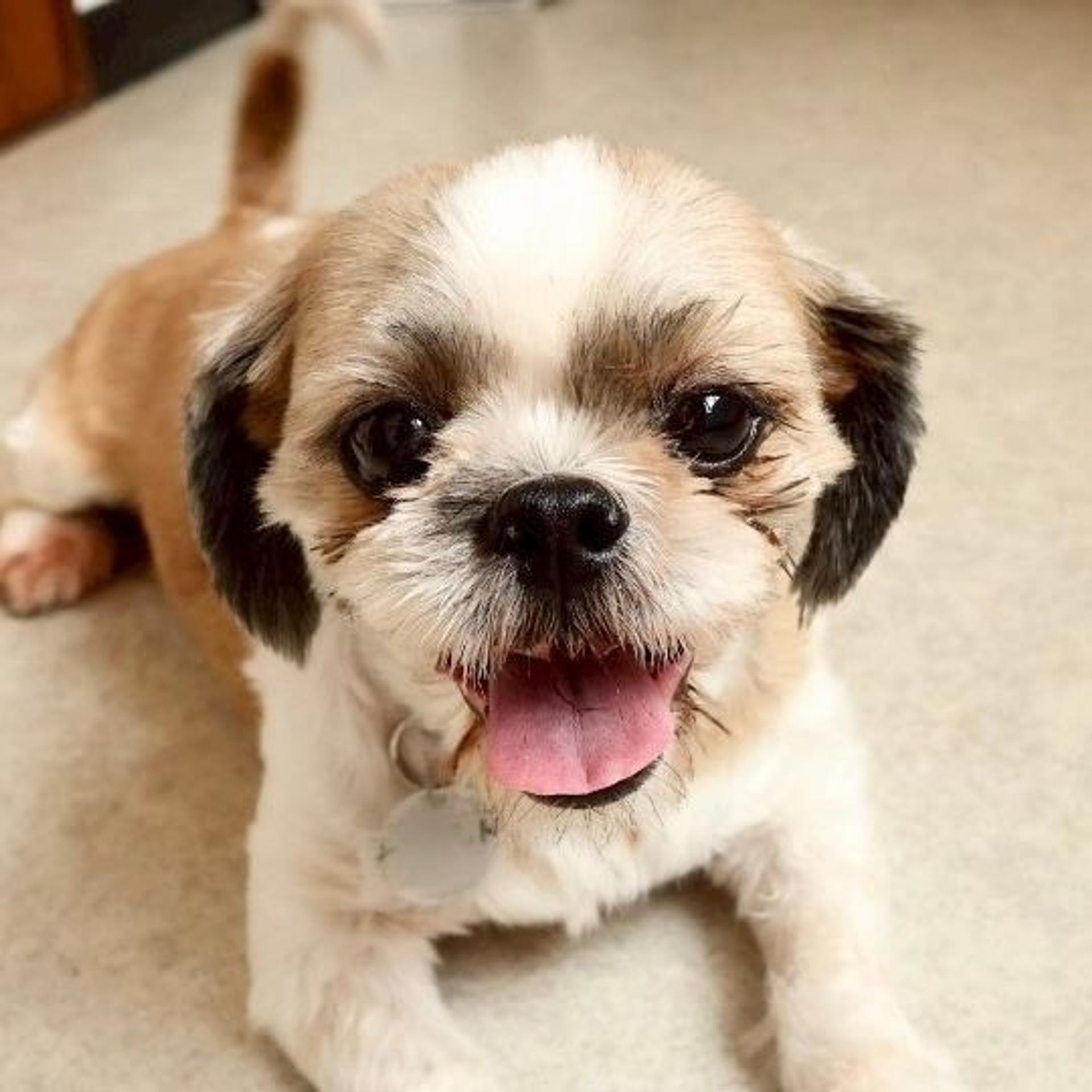 pet-image-2