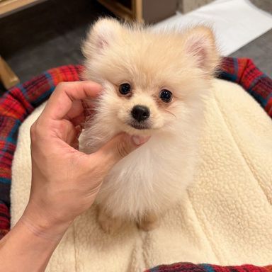 こぐま