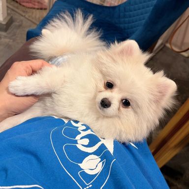 ポメラニアン・オスの里親募集の写真