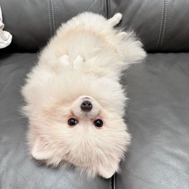 ポメラニアン・オスの里親募集の写真