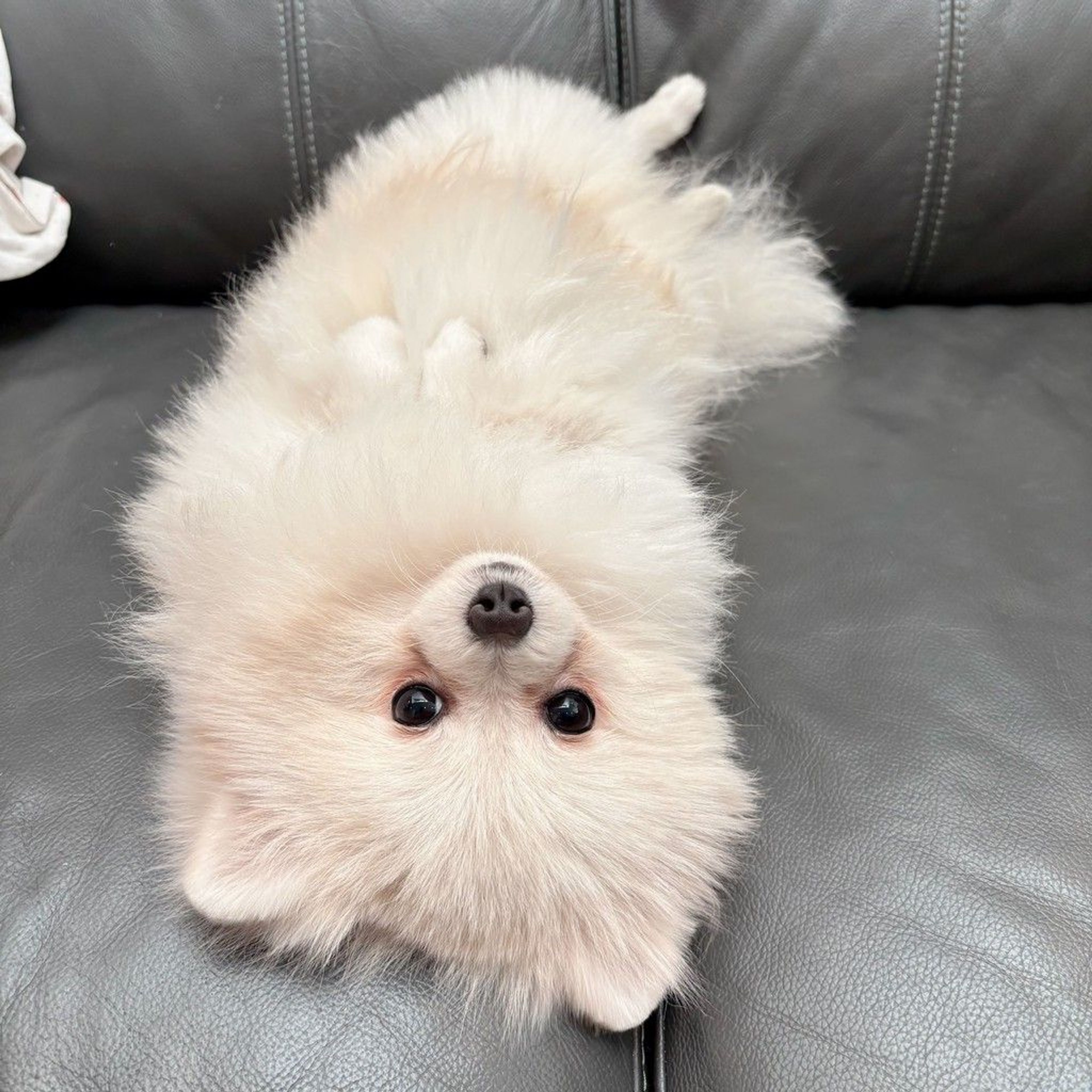 ポメラニアン・オスの里親募集の写真