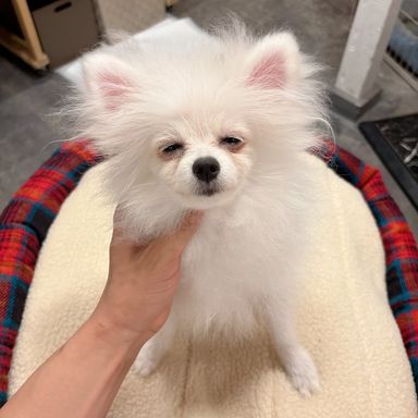 はんぺん
