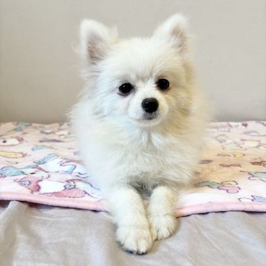 はんぺん