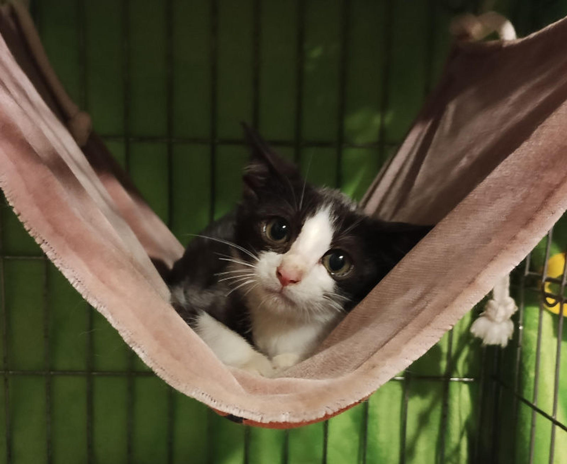 pet-image-2