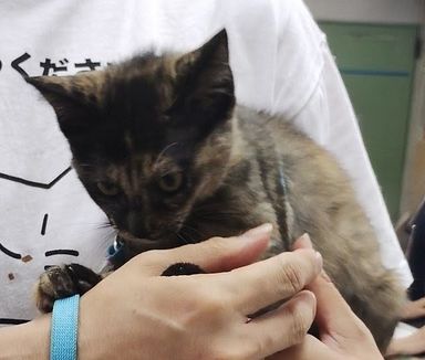 でんこ