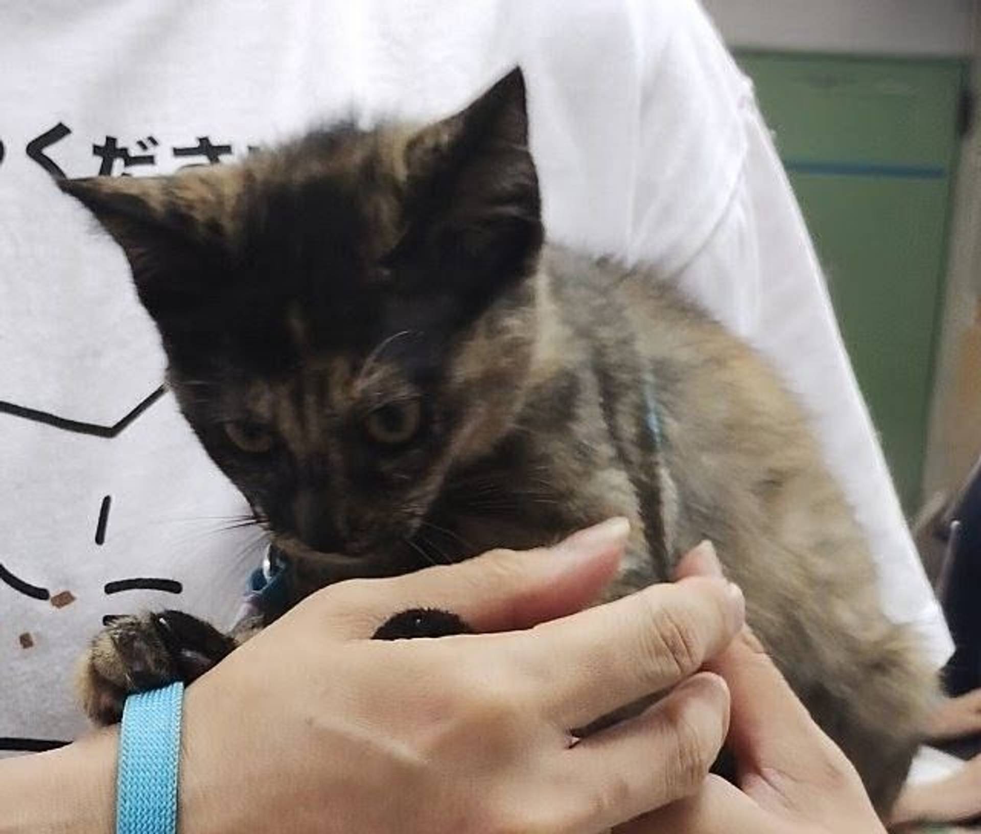 雑種（ミックス猫）・メスの里親募集の写真