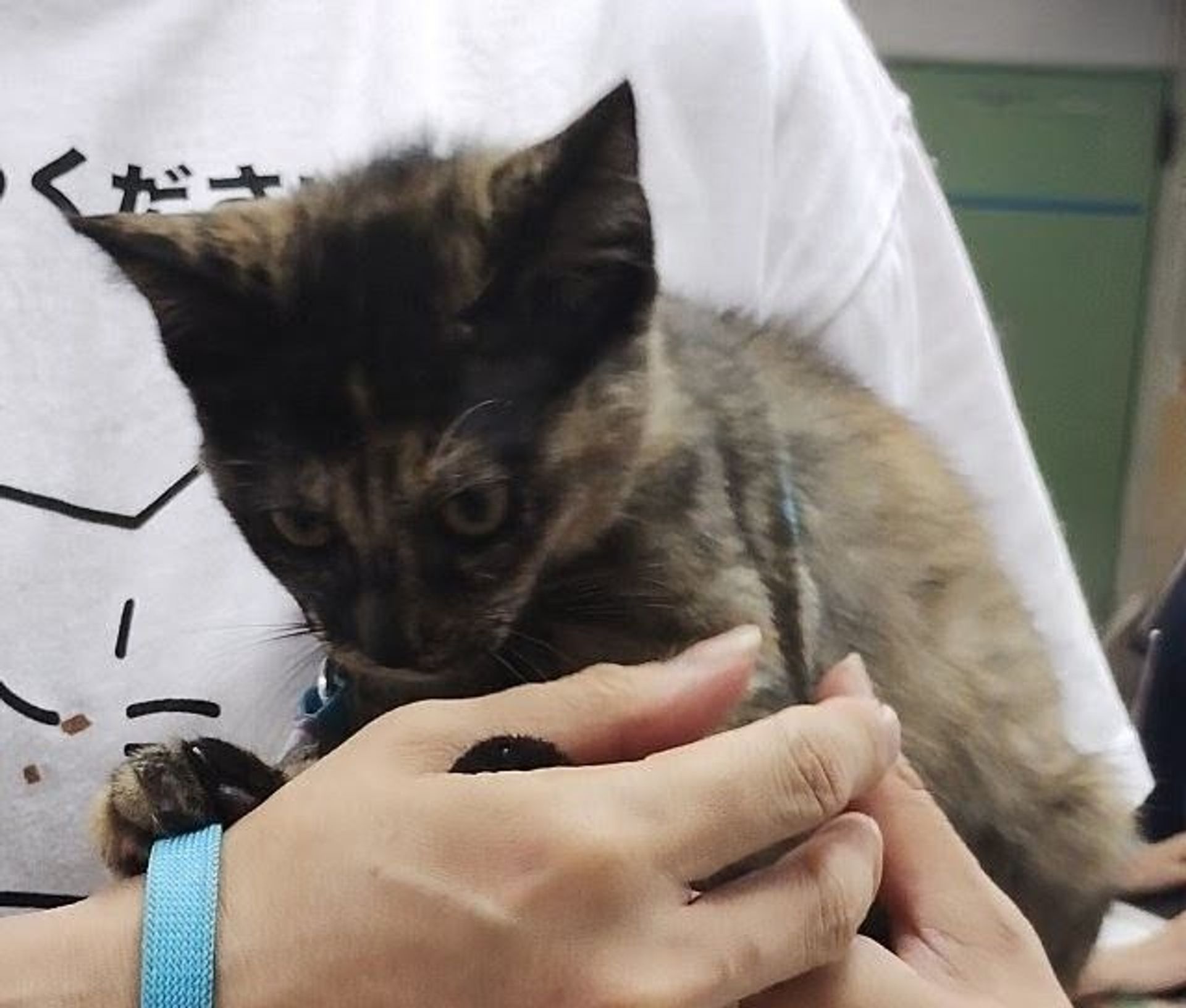 雑種（ミックス猫）・メスの里親募集の写真