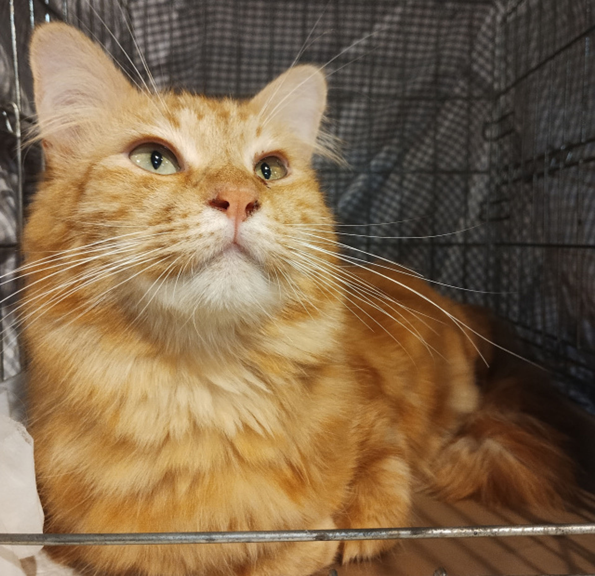 雑種（ミックス猫）・オスの里親募集の写真