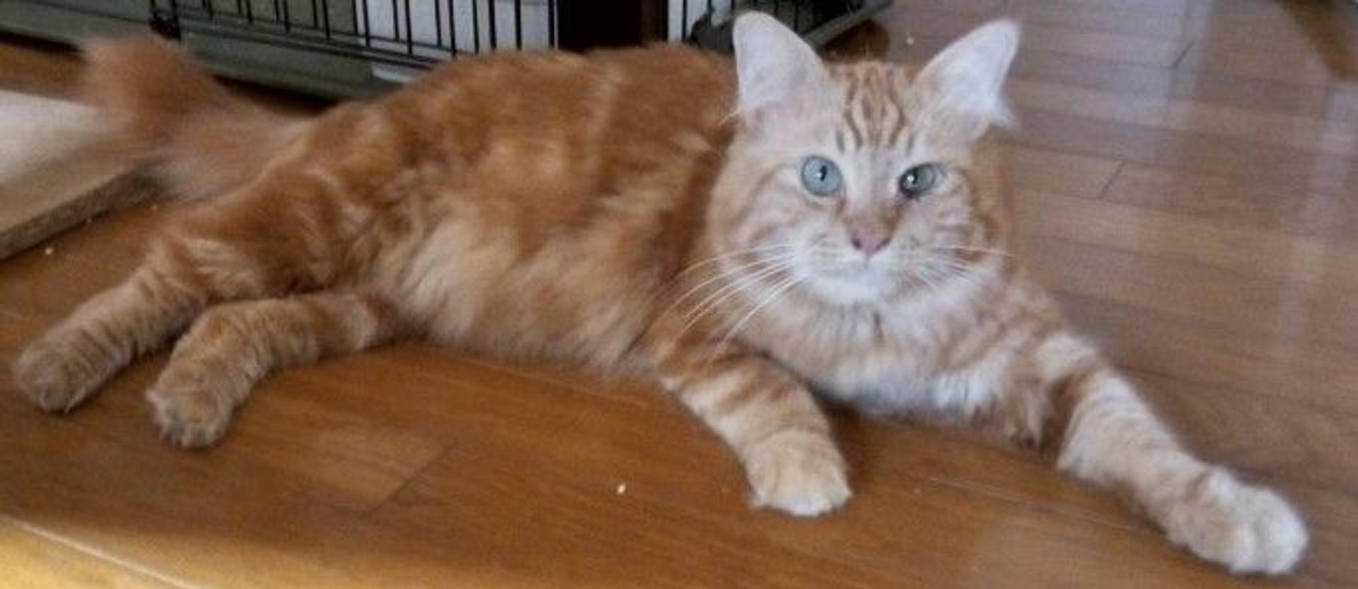 pet-image-2