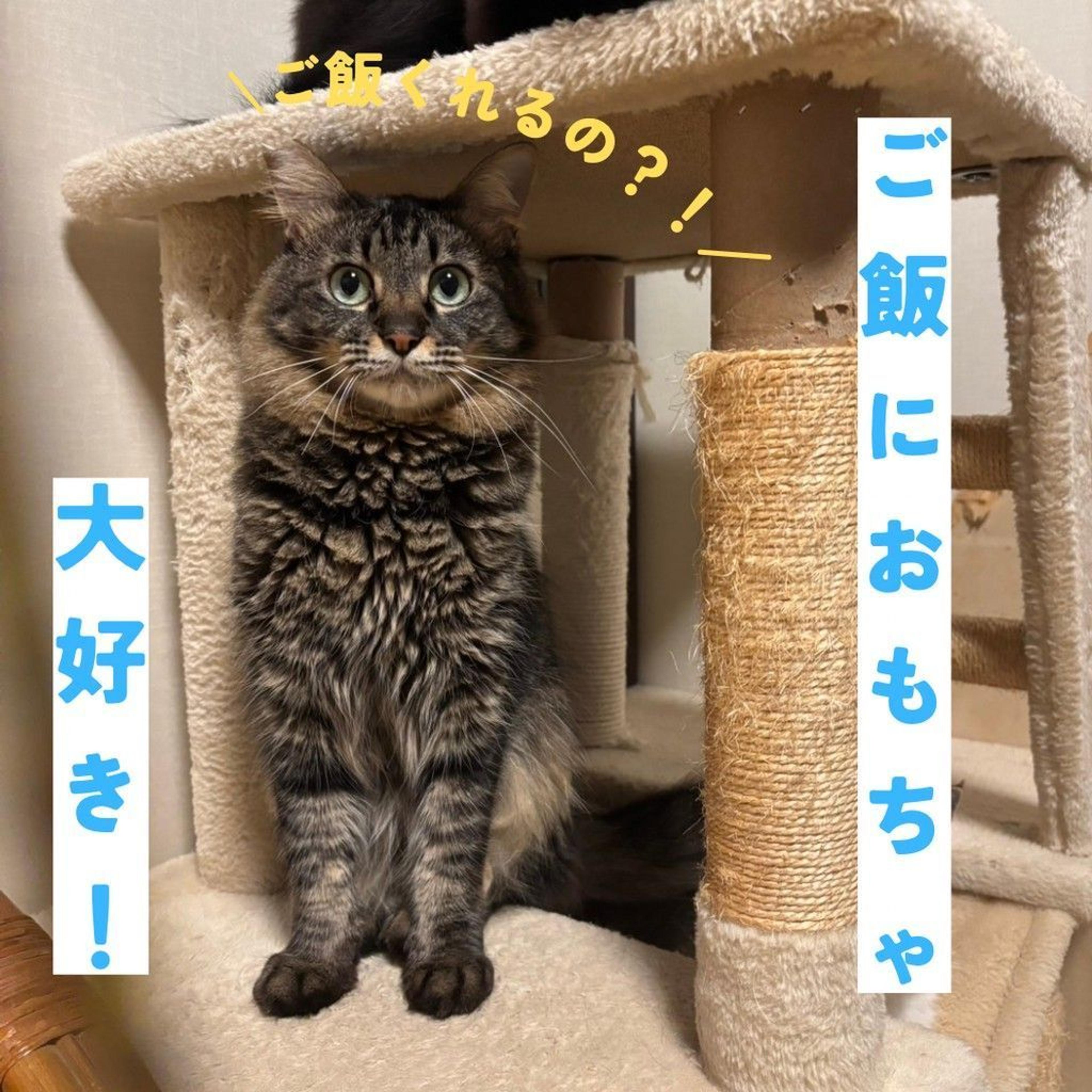 pet-image-3