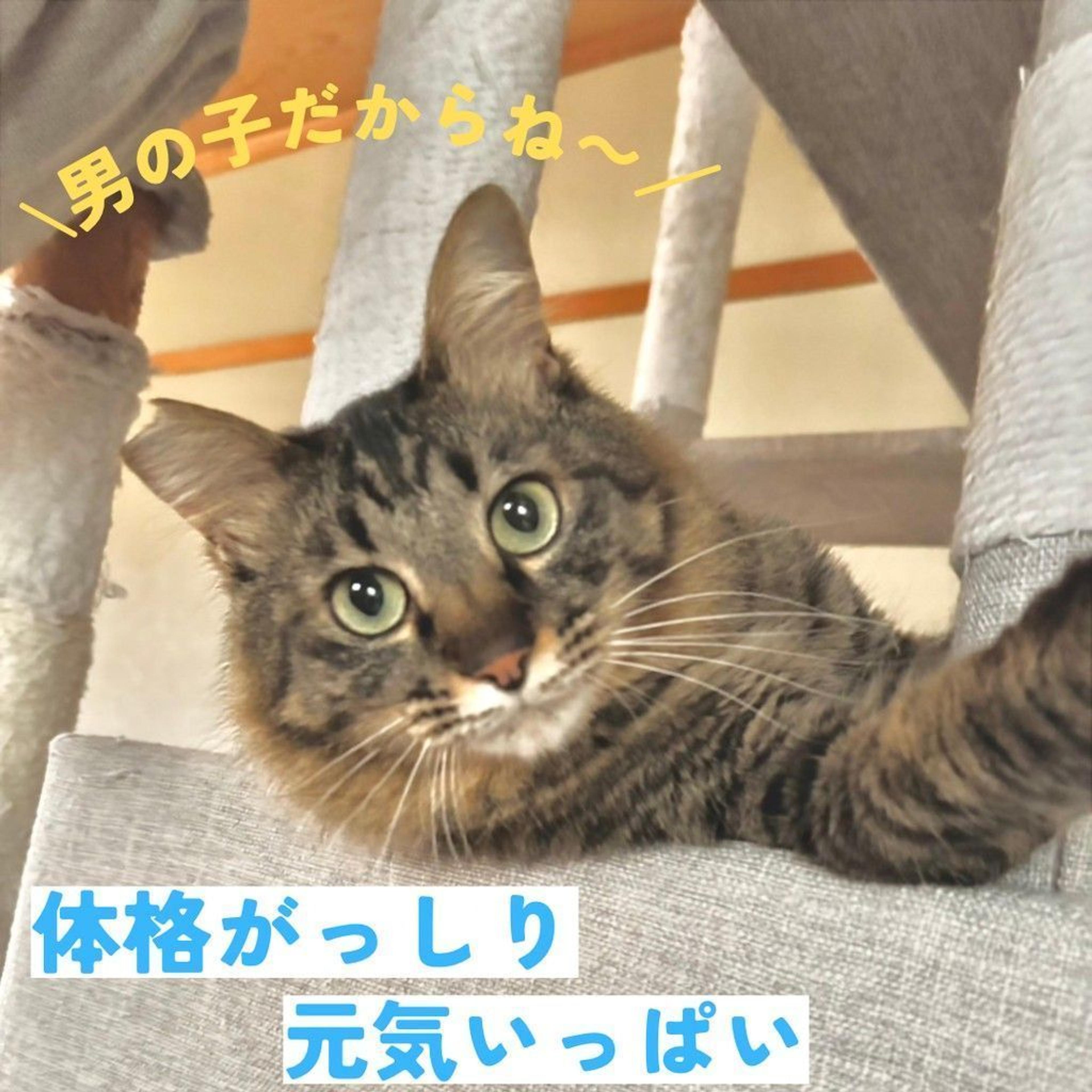 pet-image-2