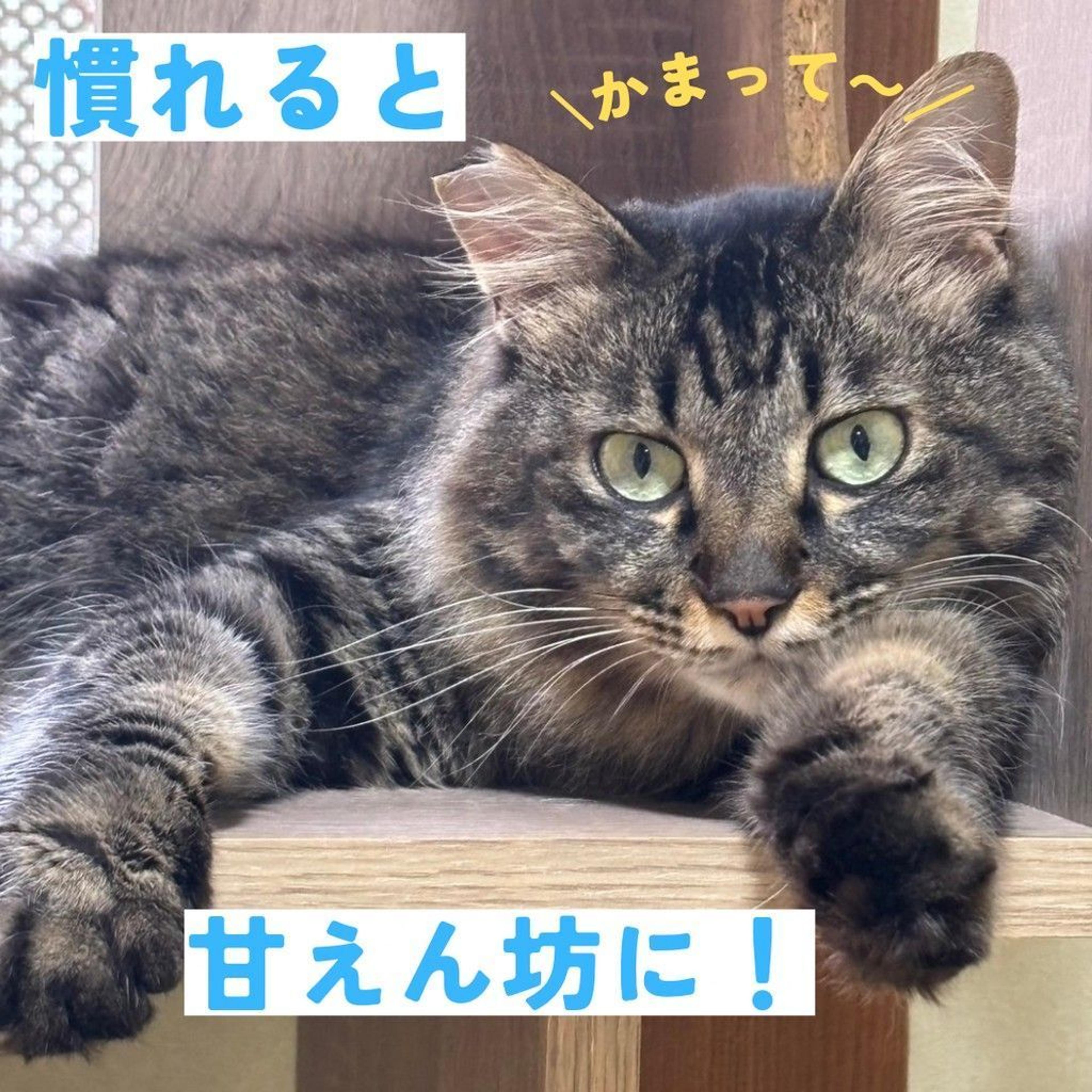 pet-image-5
