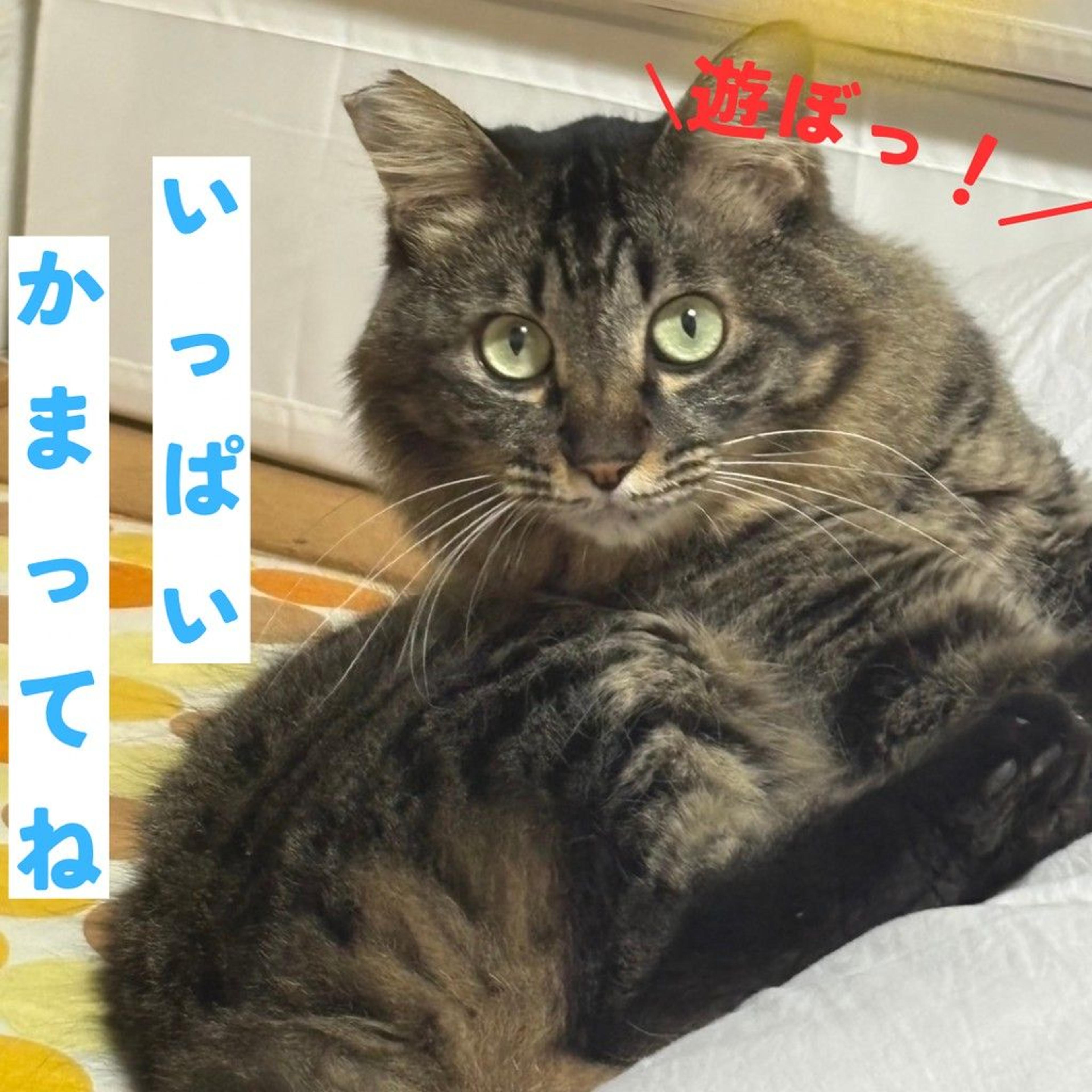pet-image-4