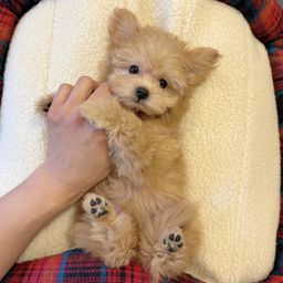 thumb-1