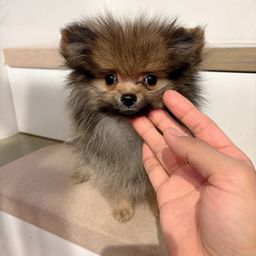 thumb-0