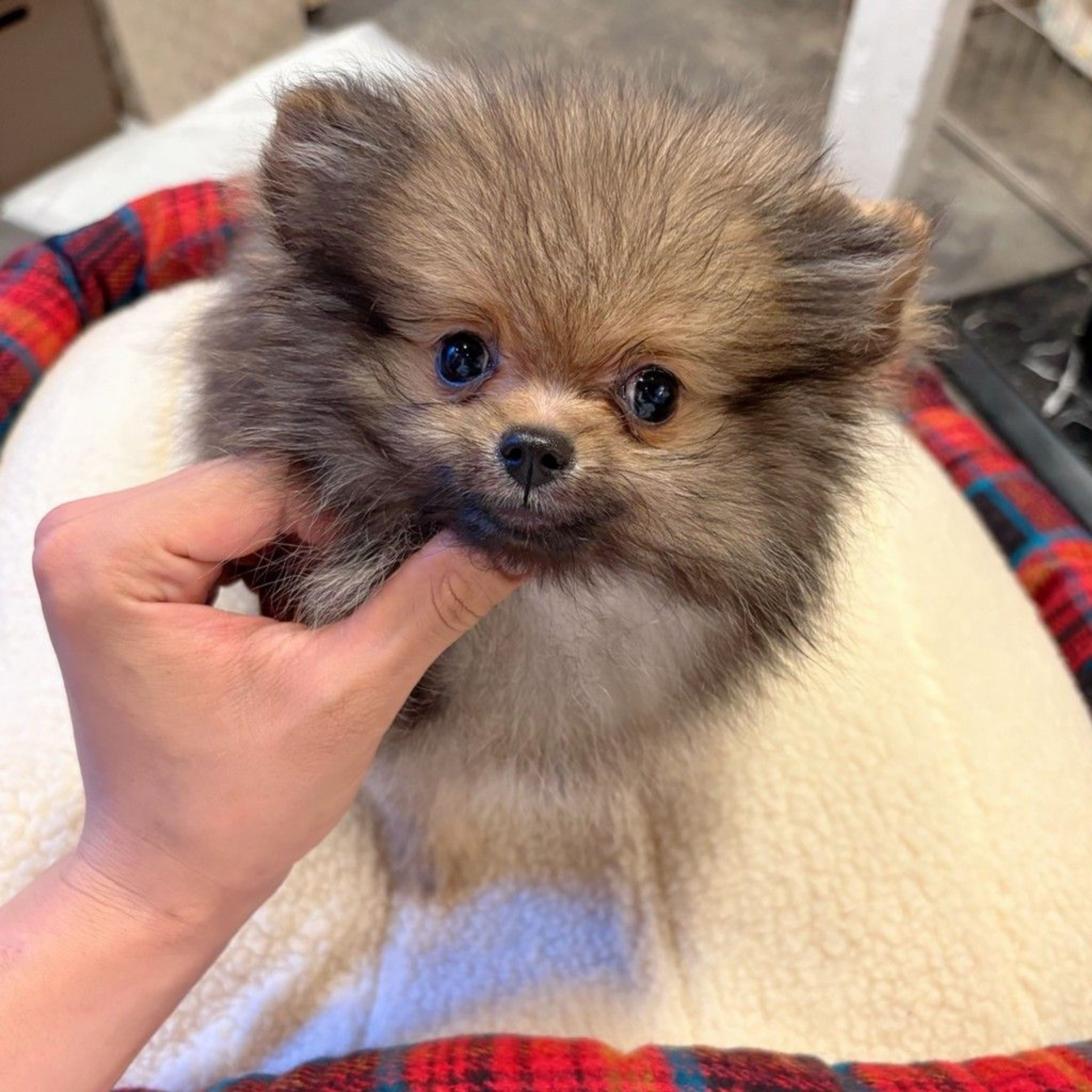 pet-image-2