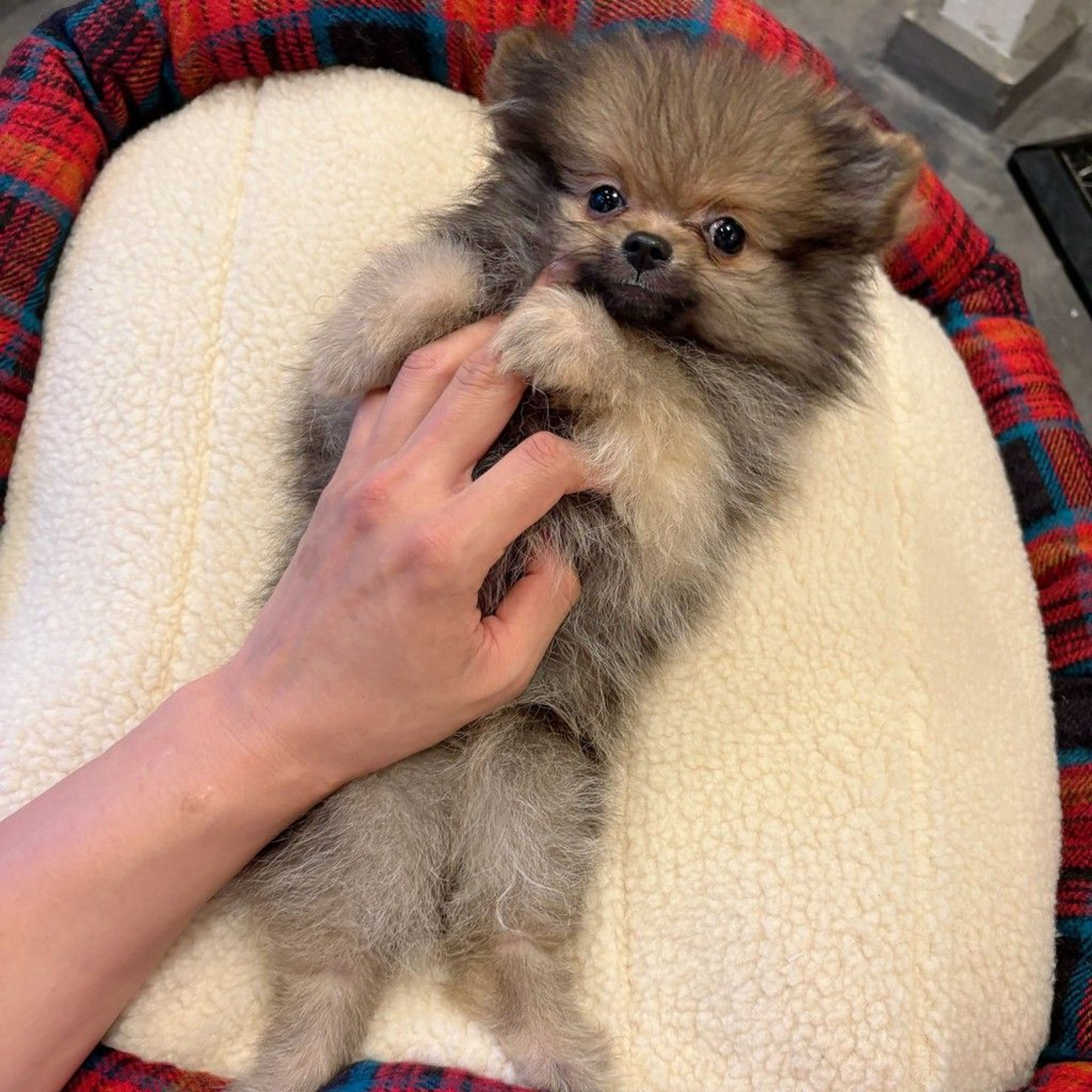 pet-image-3