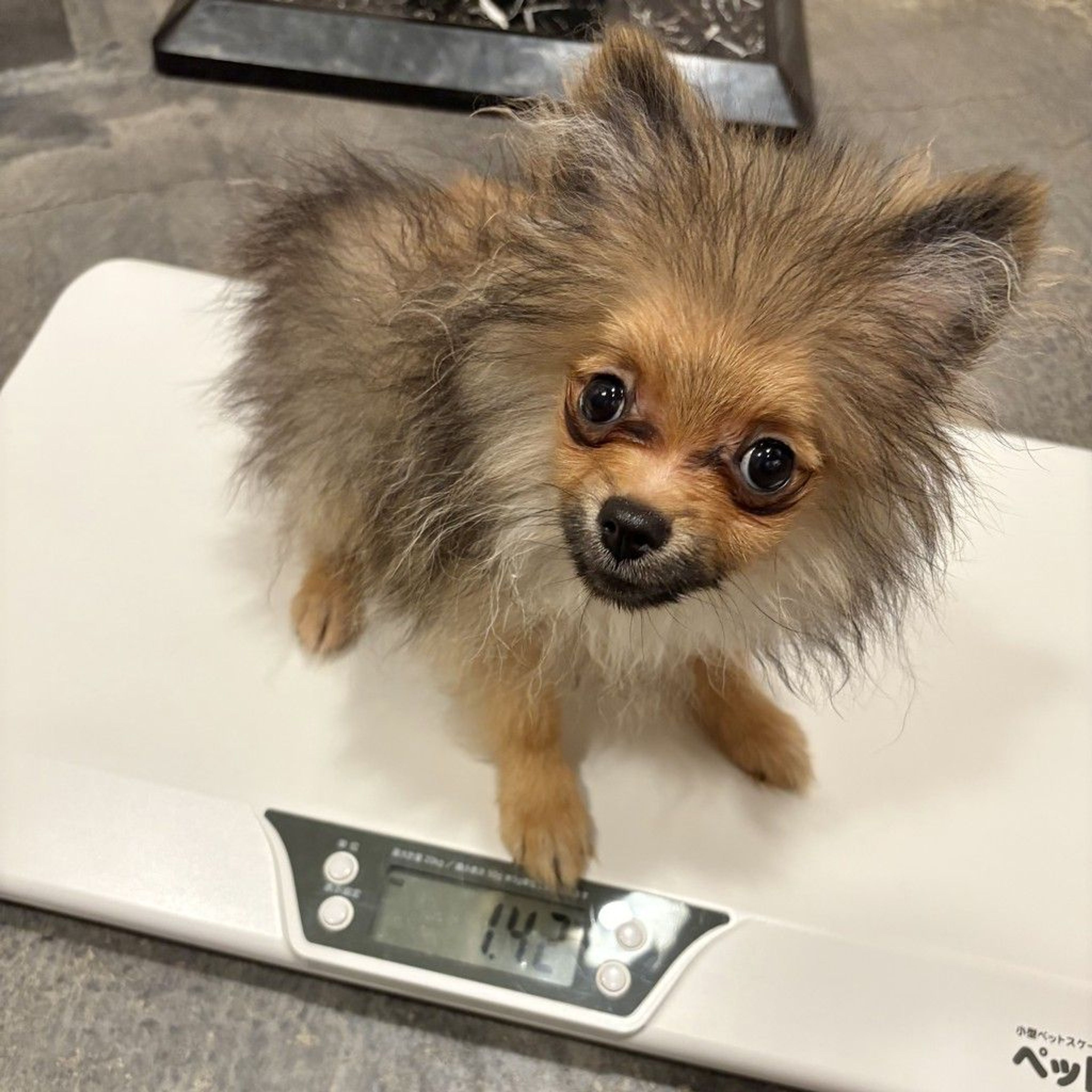 pet-image-5