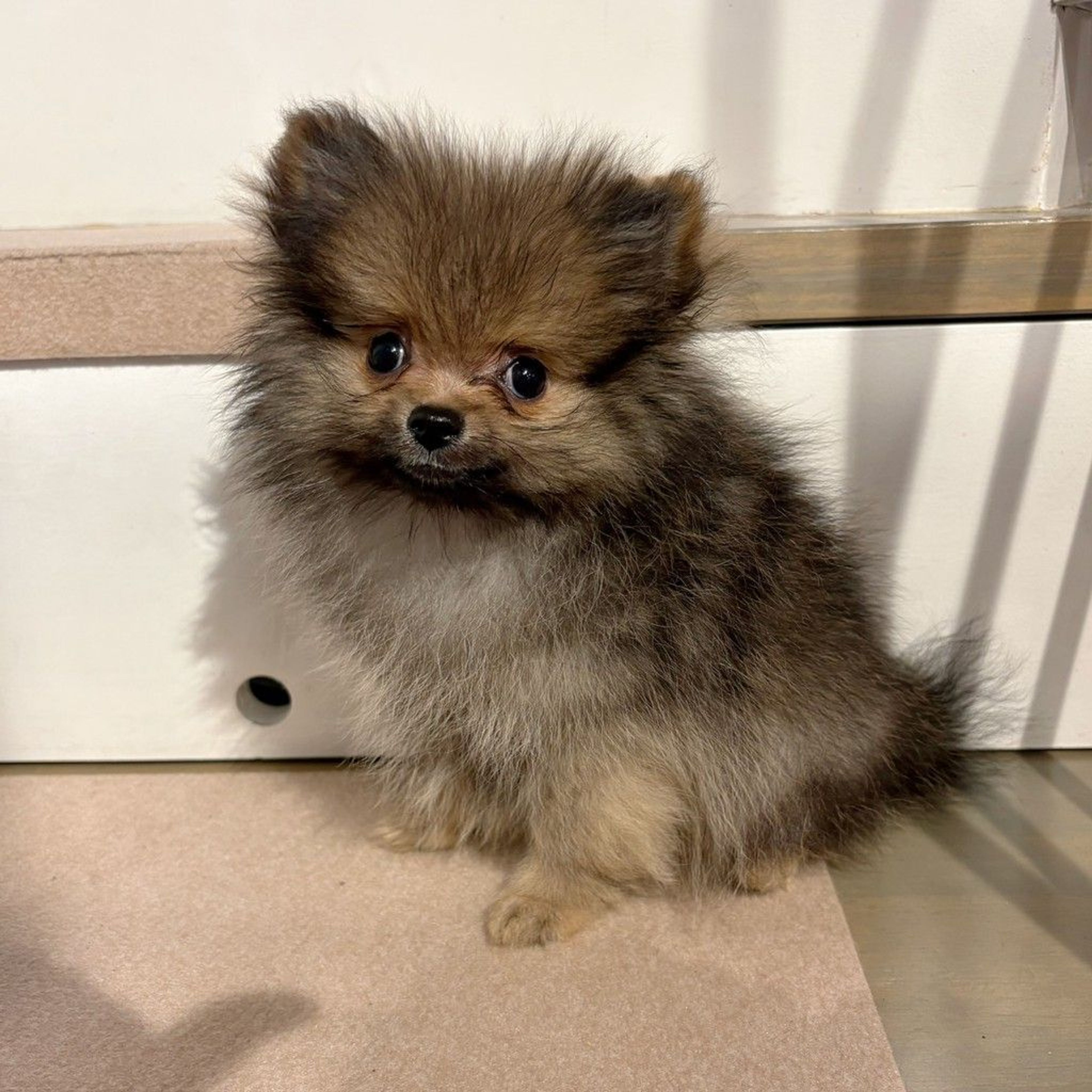pet-image-4