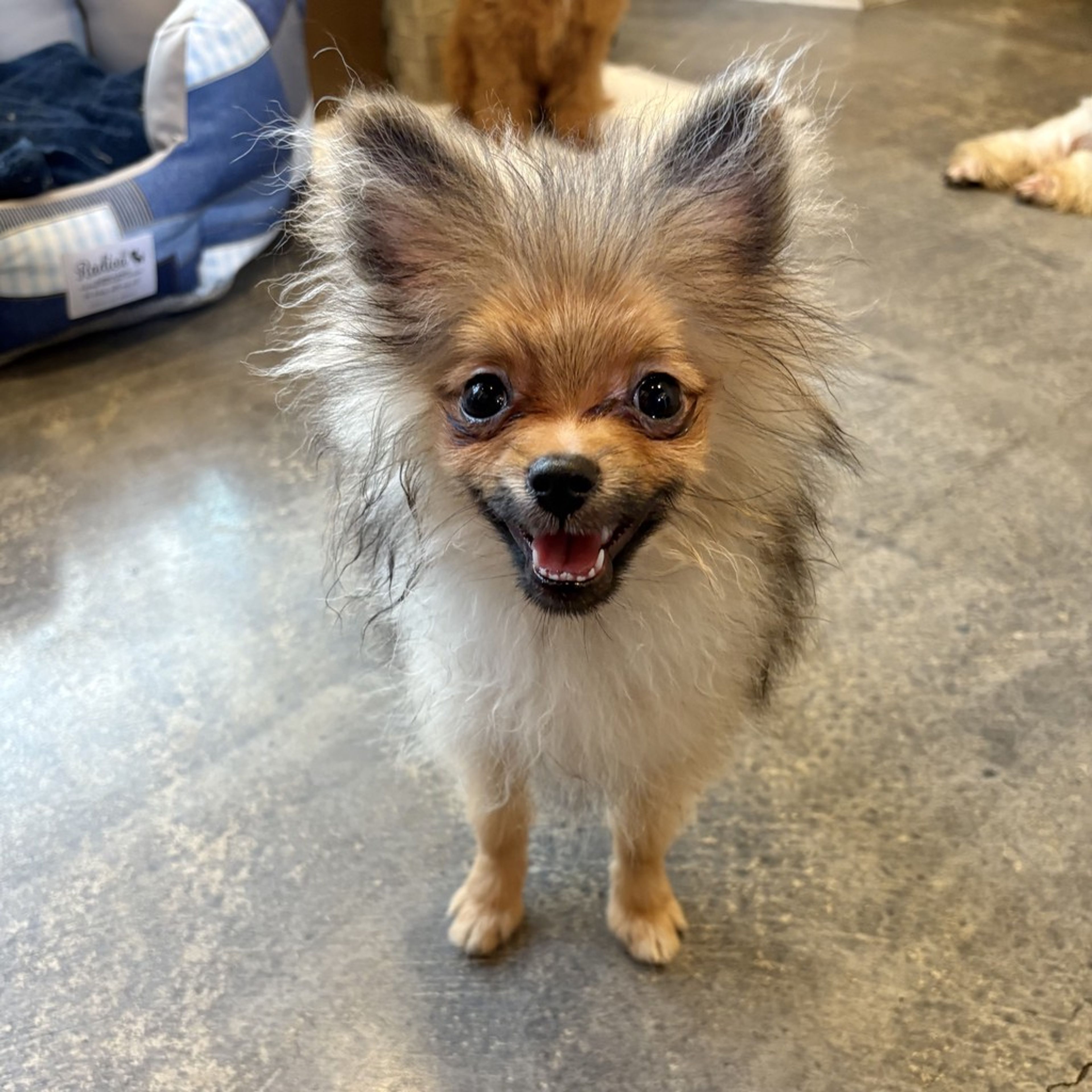 pet-image-6