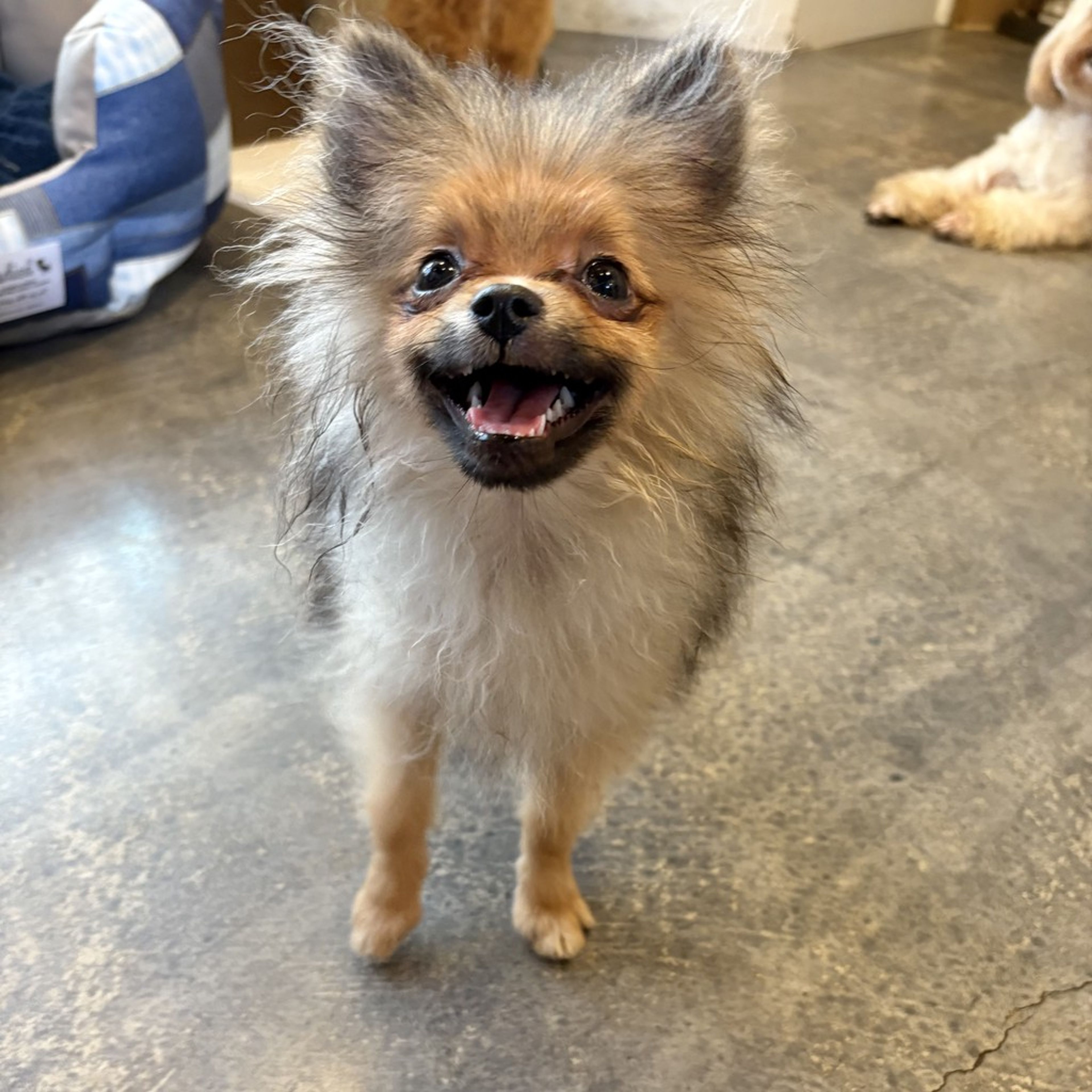 pet-image-7