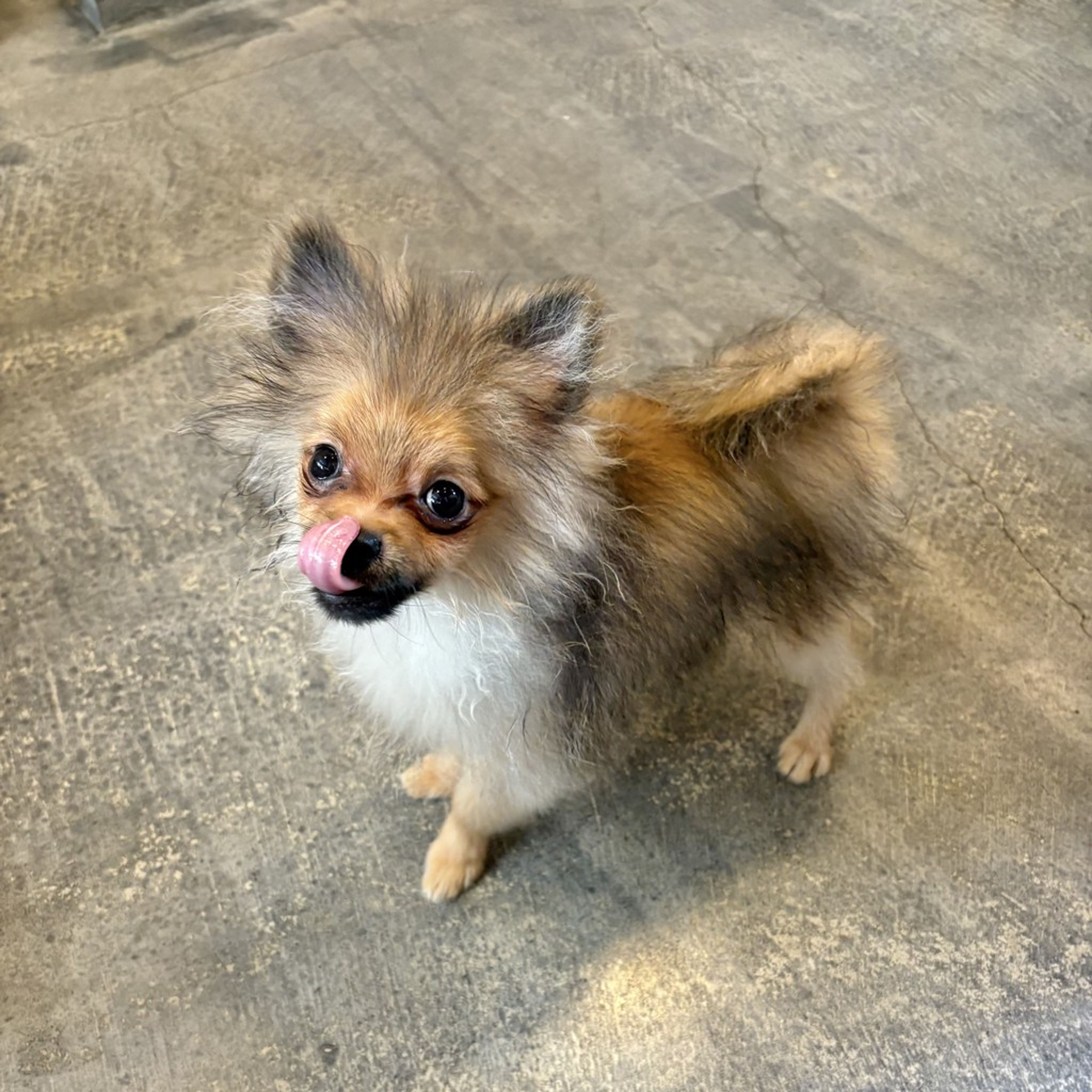 pet-image-8