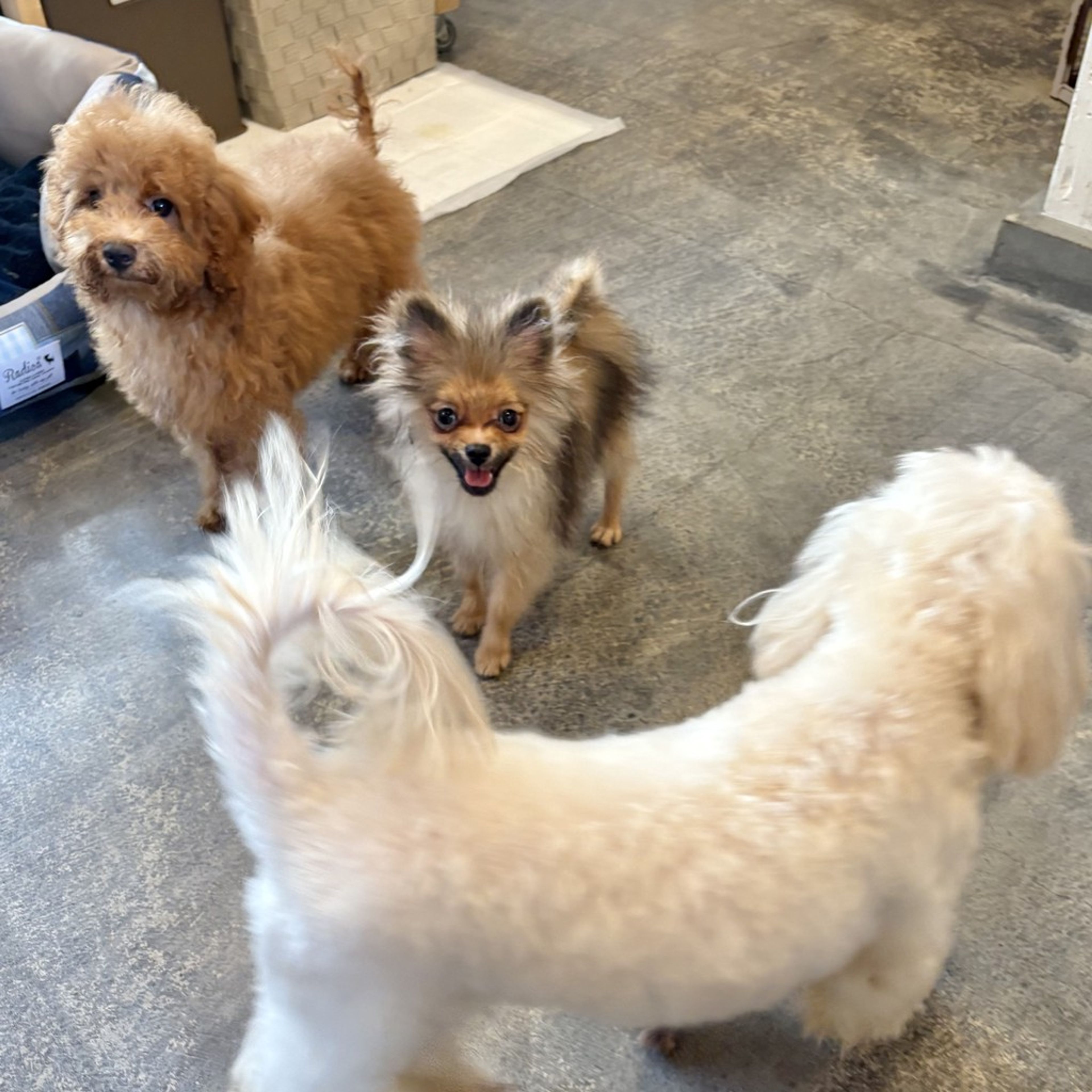 pet-image-9