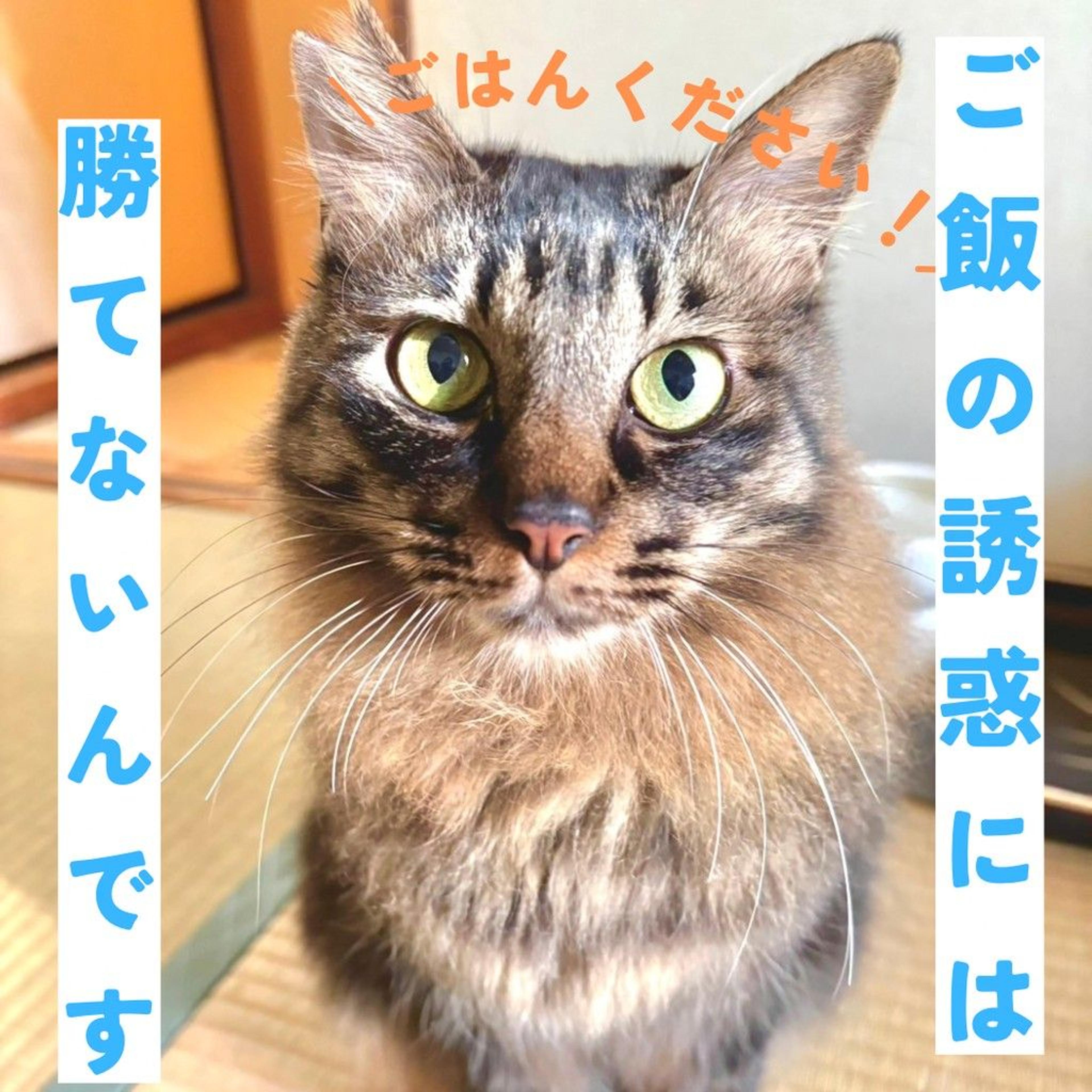 pet-image-5
