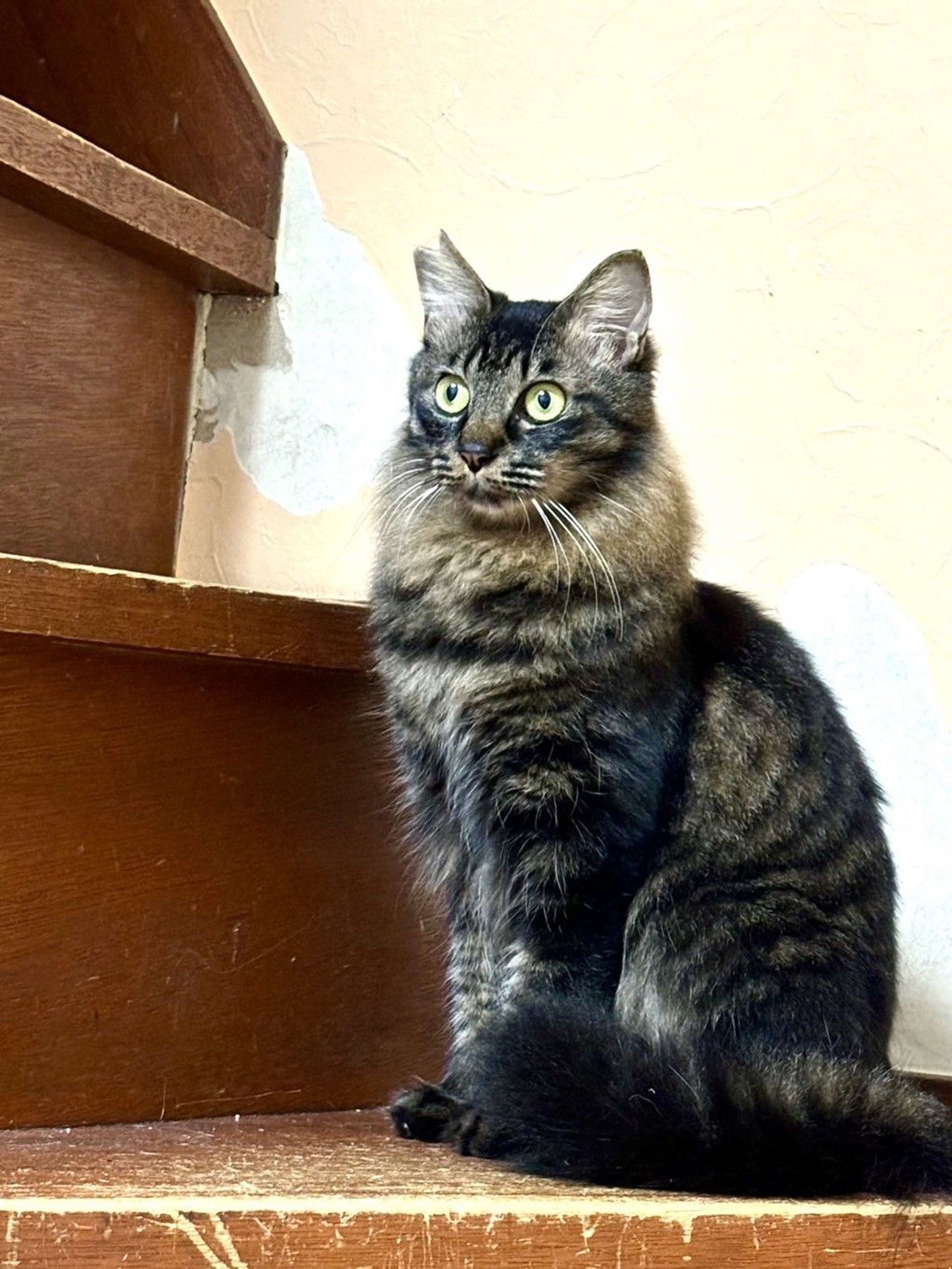 雑種（ミックス猫）・オスの里親募集の写真