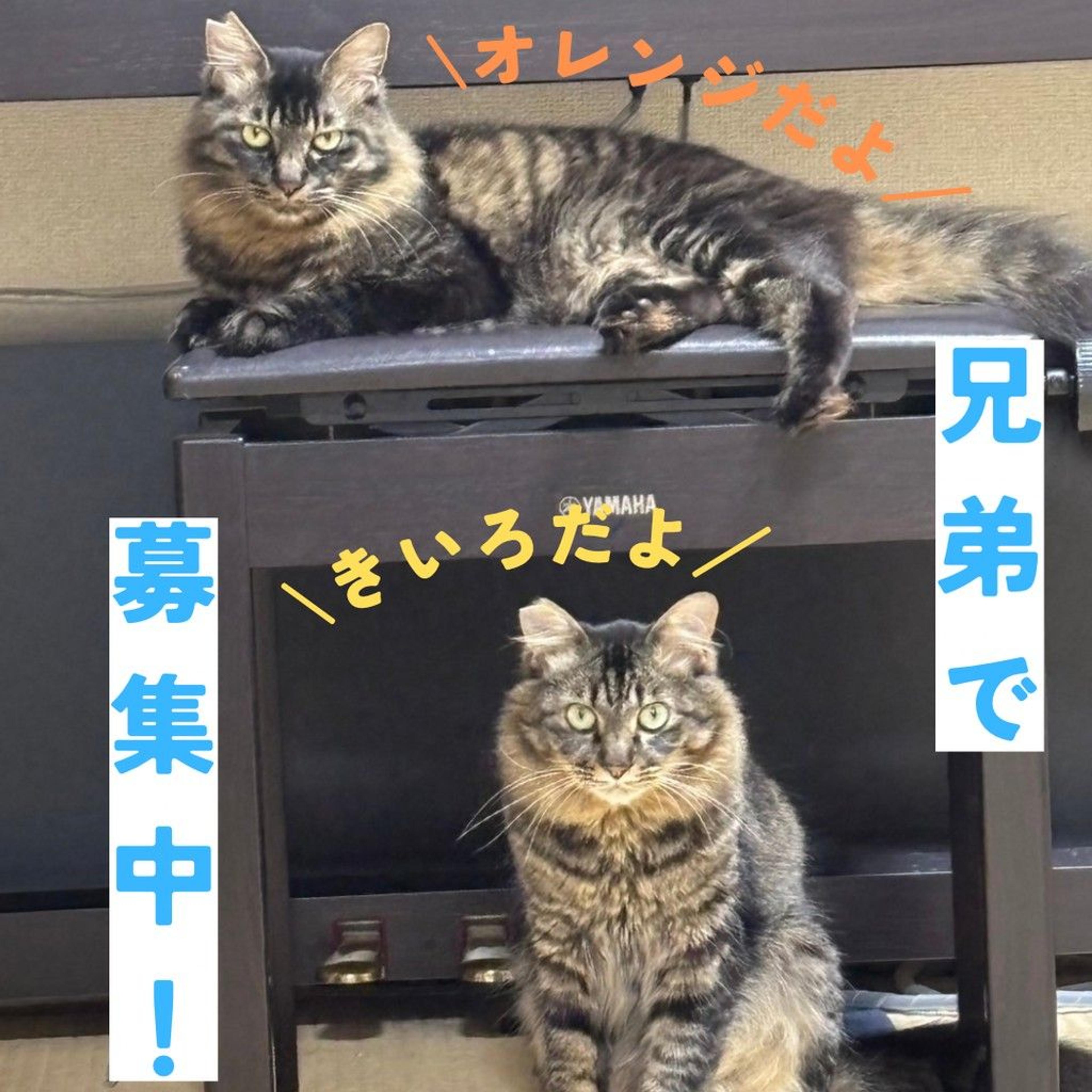 pet-image-6