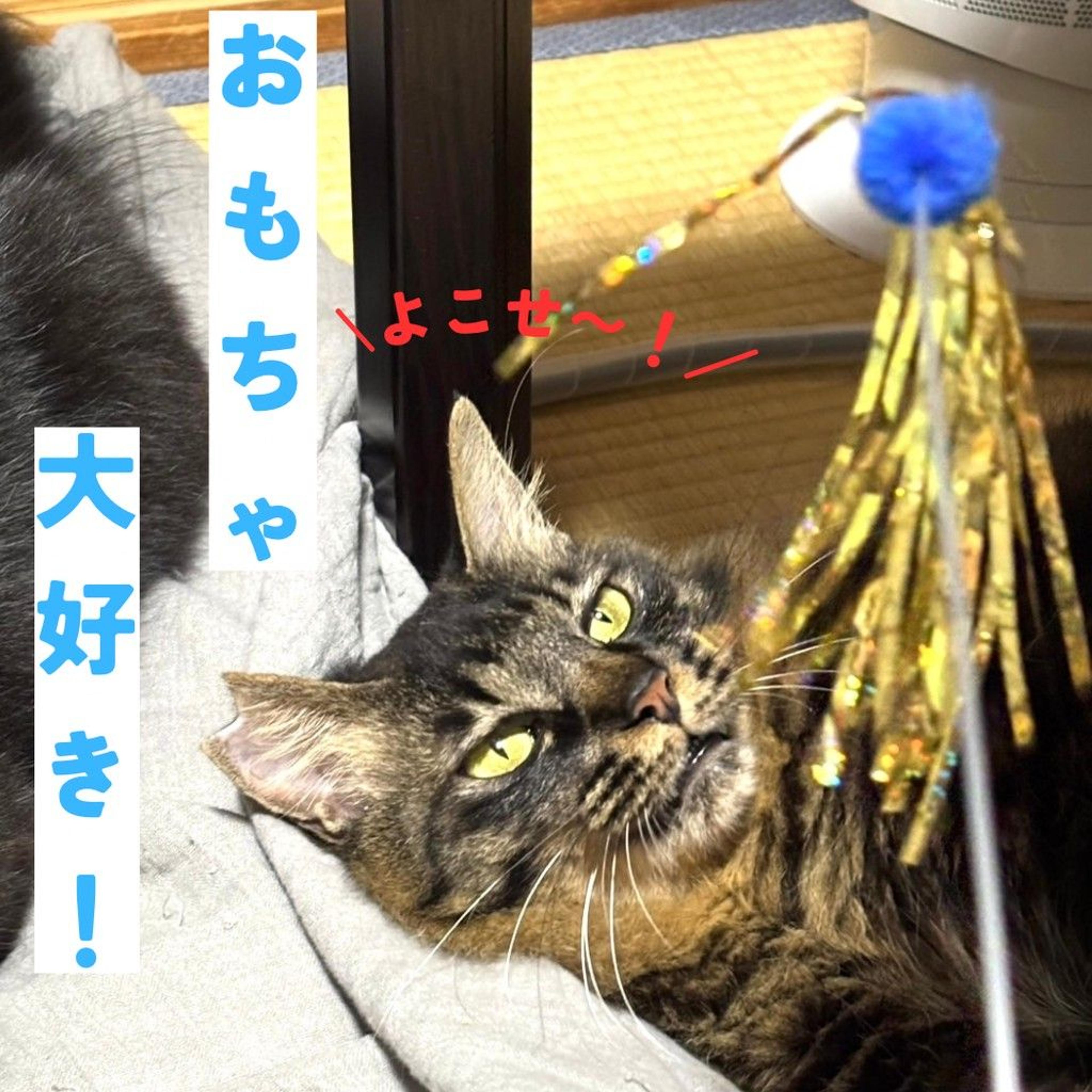 pet-image-3