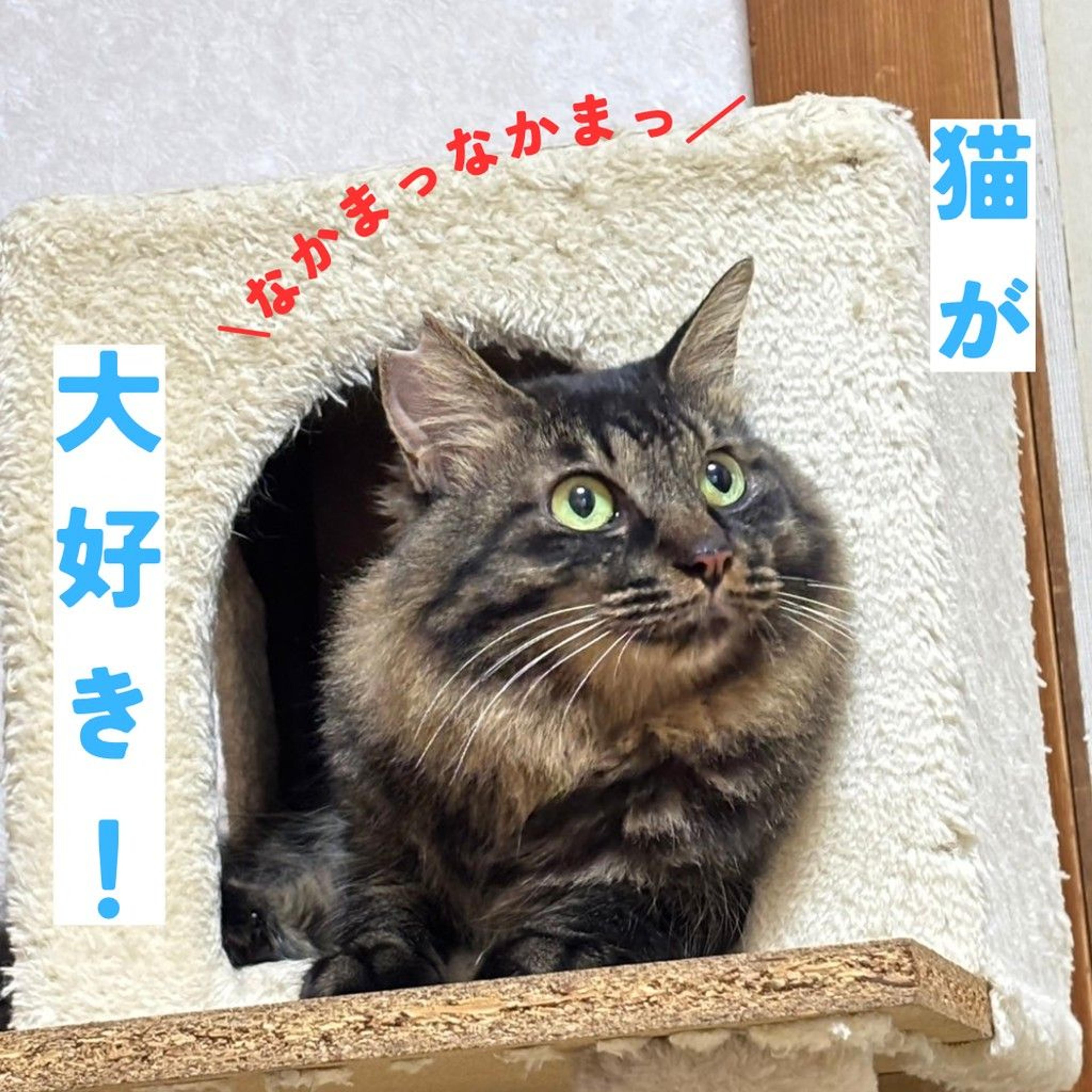 pet-image-4