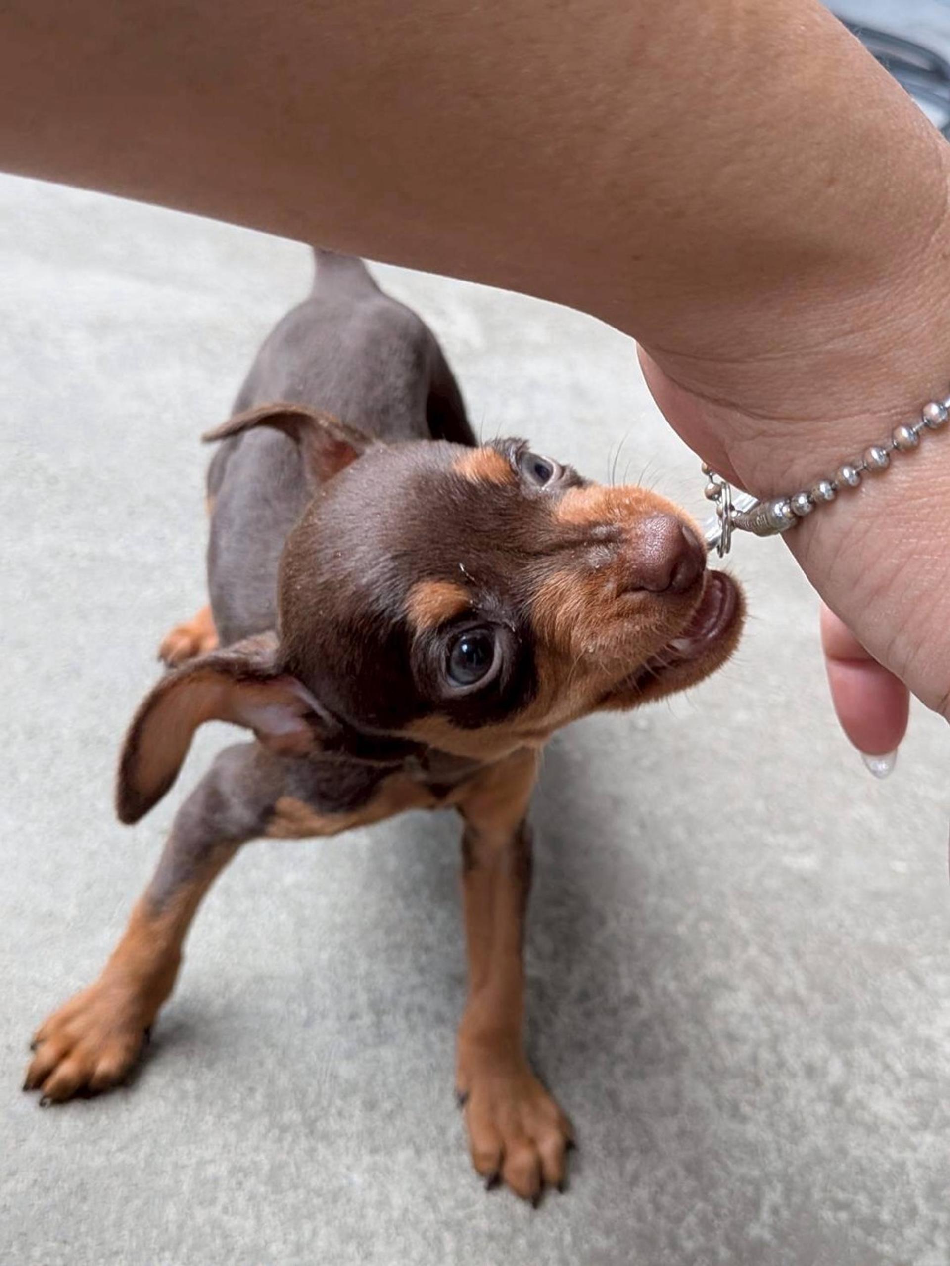 pet-image-4