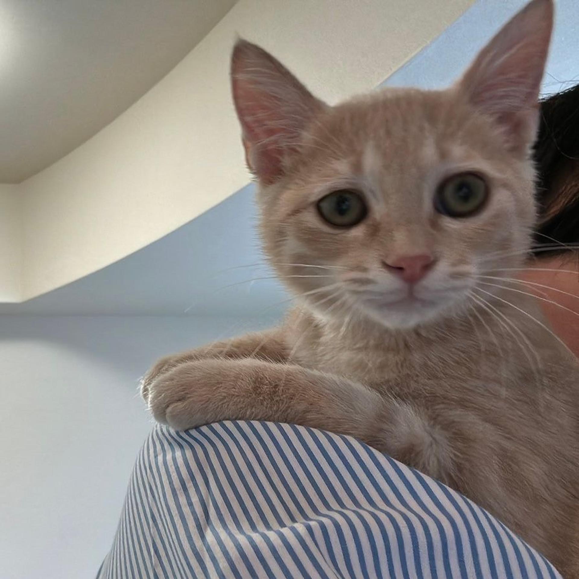 pet-image-9