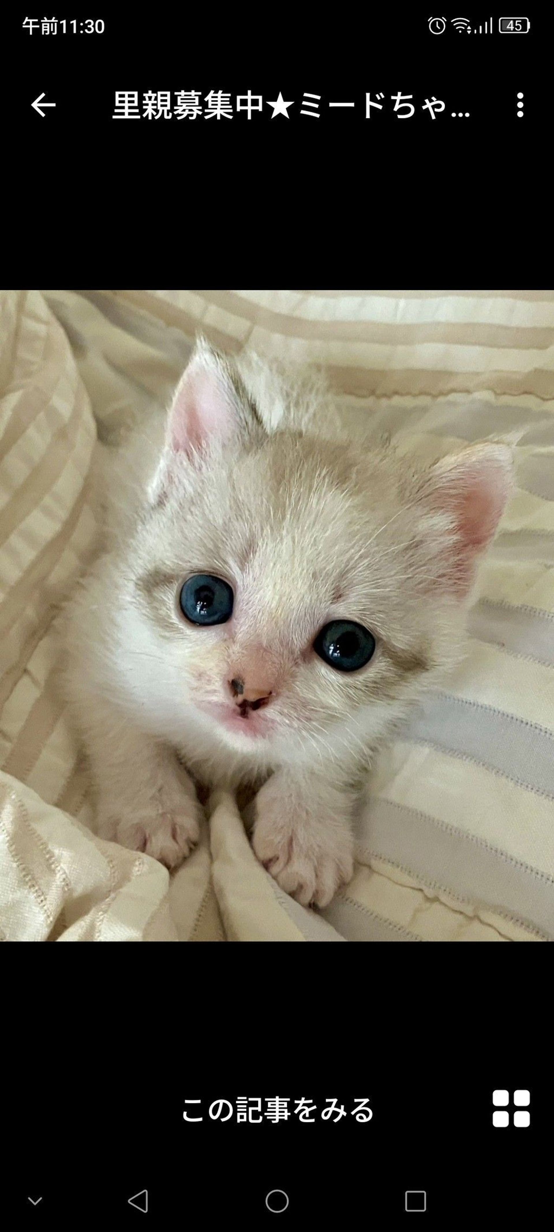 雑種（ミックス猫）・メスの里親募集の写真