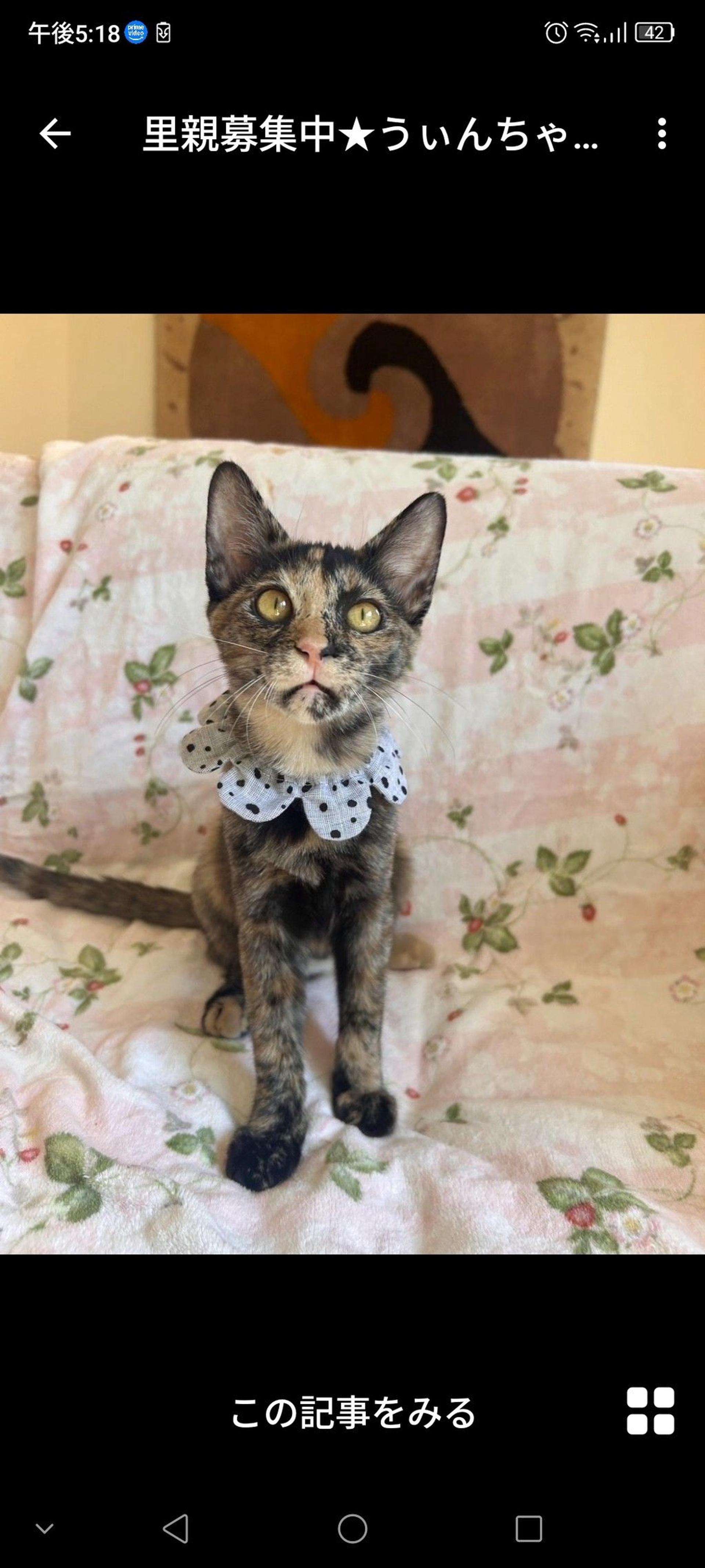 pet-image-2