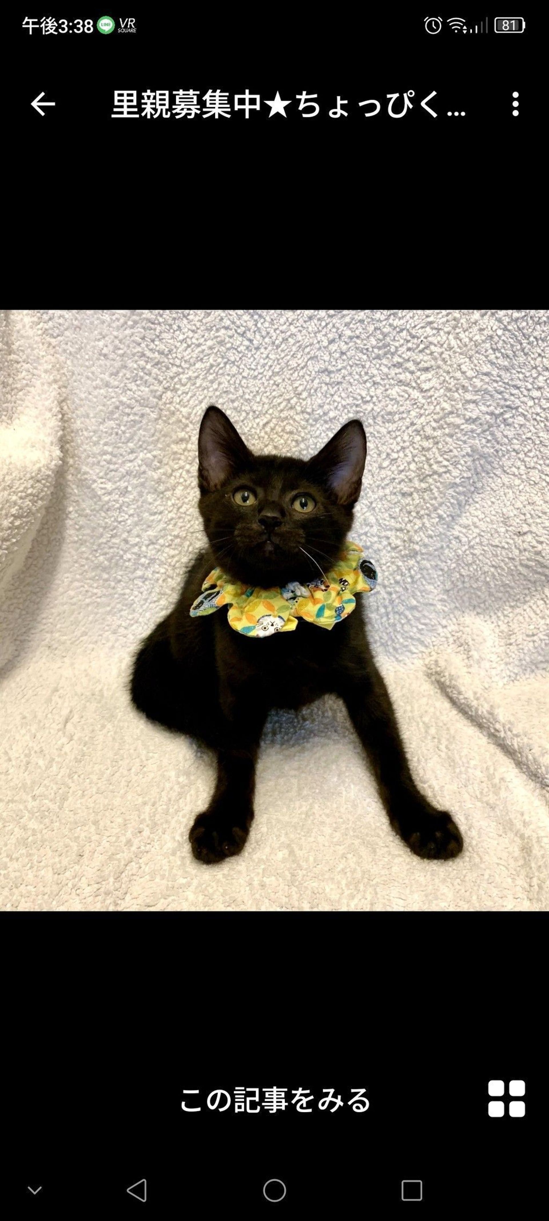 雑種（ミックス猫）・オスの里親募集の写真