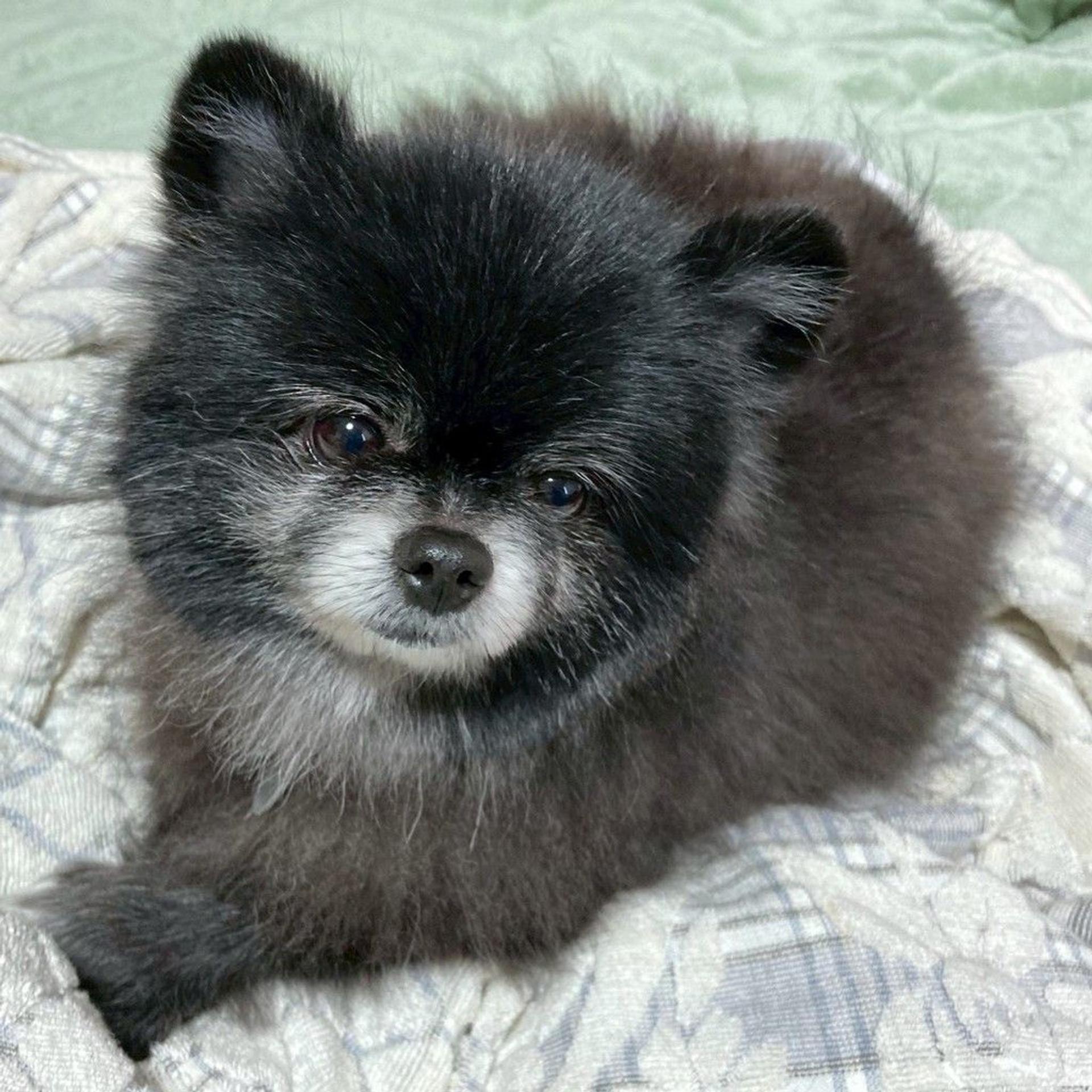 pet-image-3