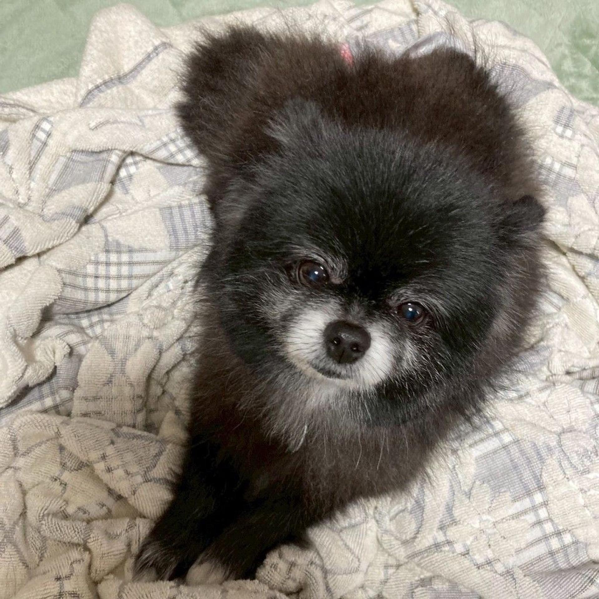 pet-image-5