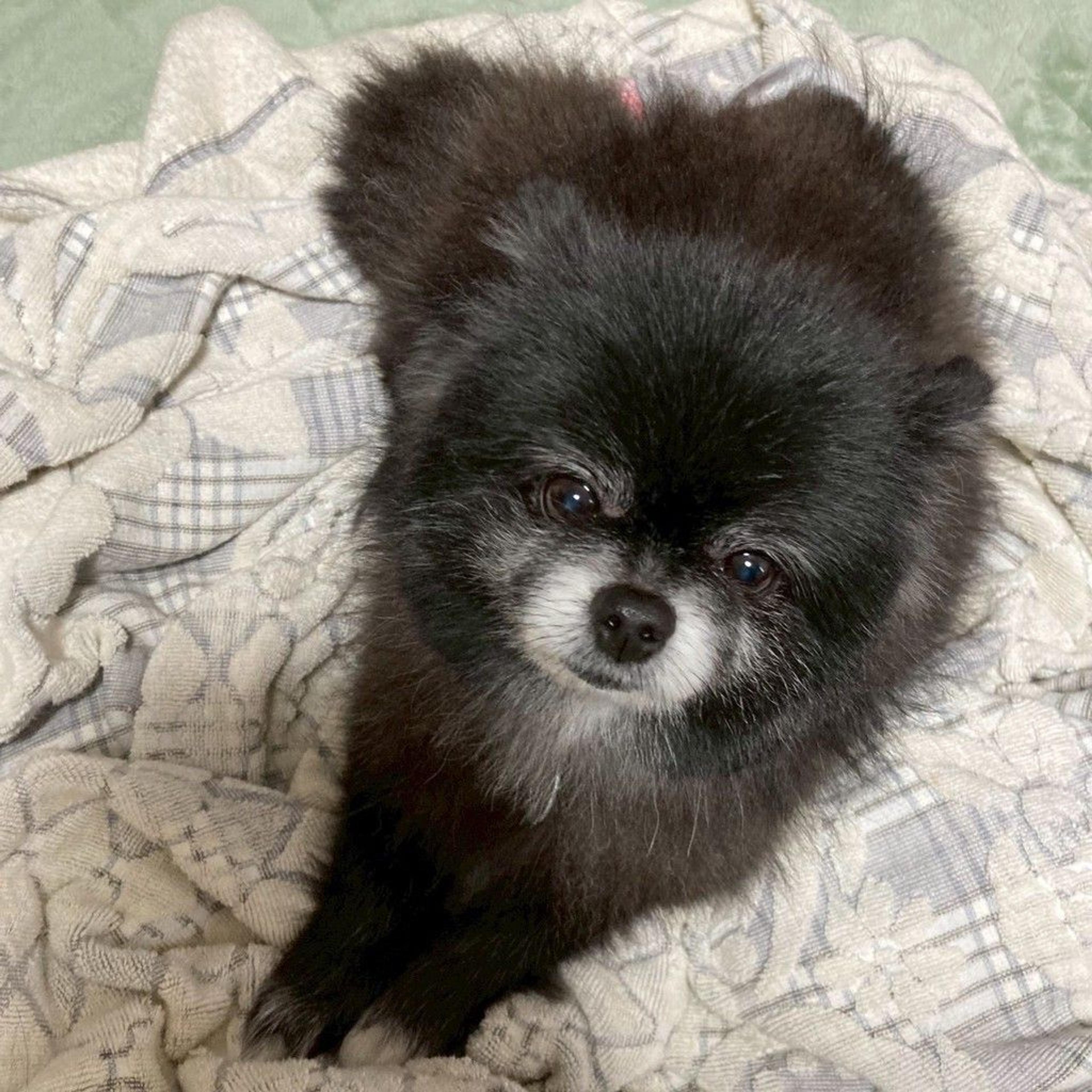 pet-image-5