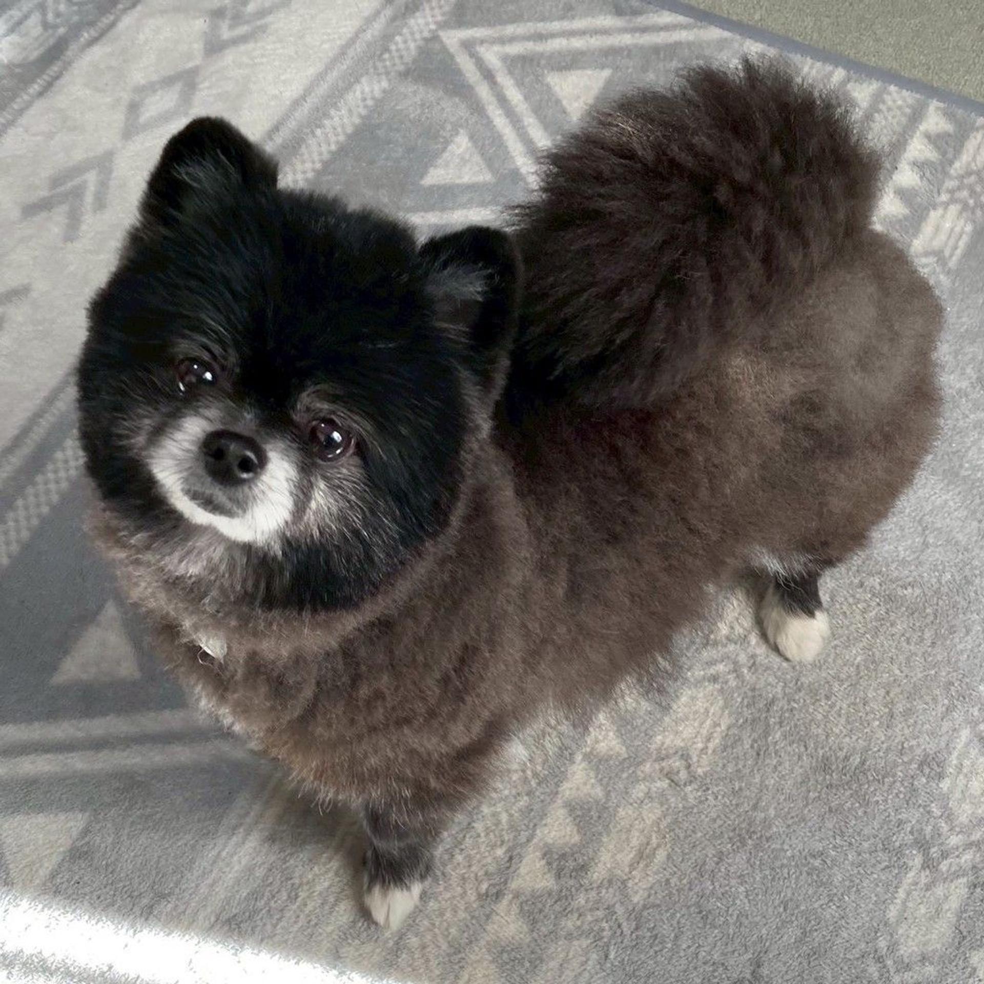 pet-image-6