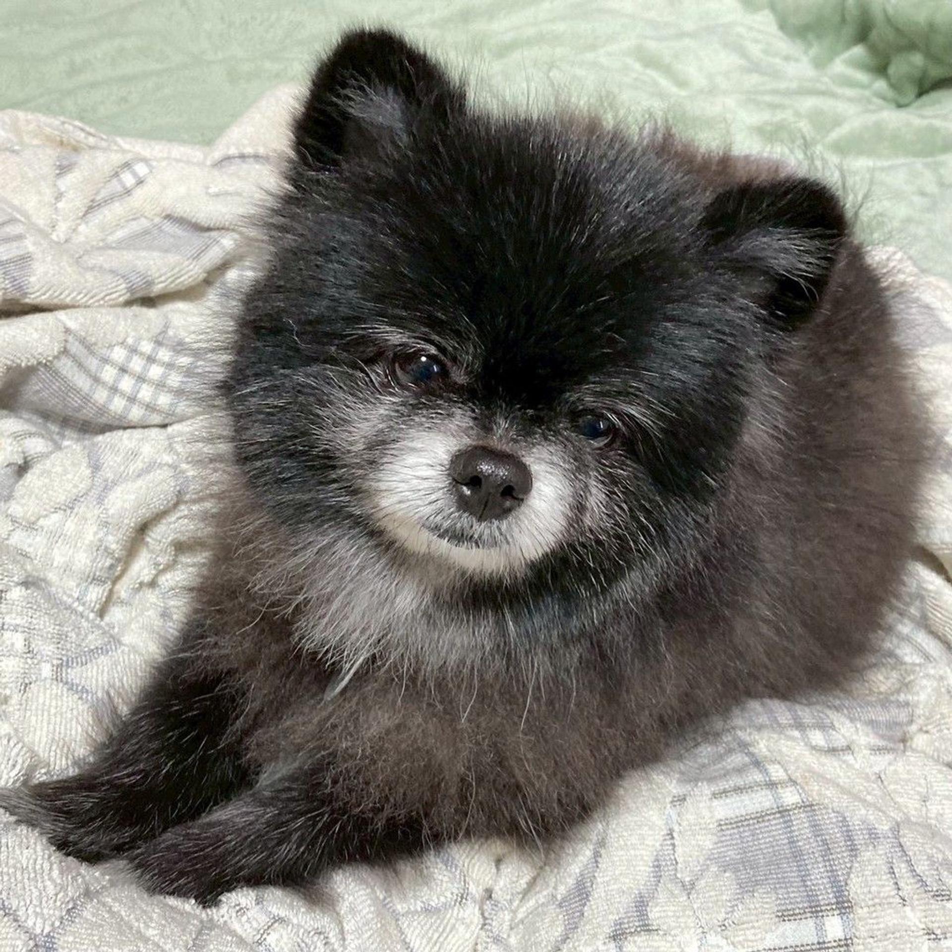 pet-image-8