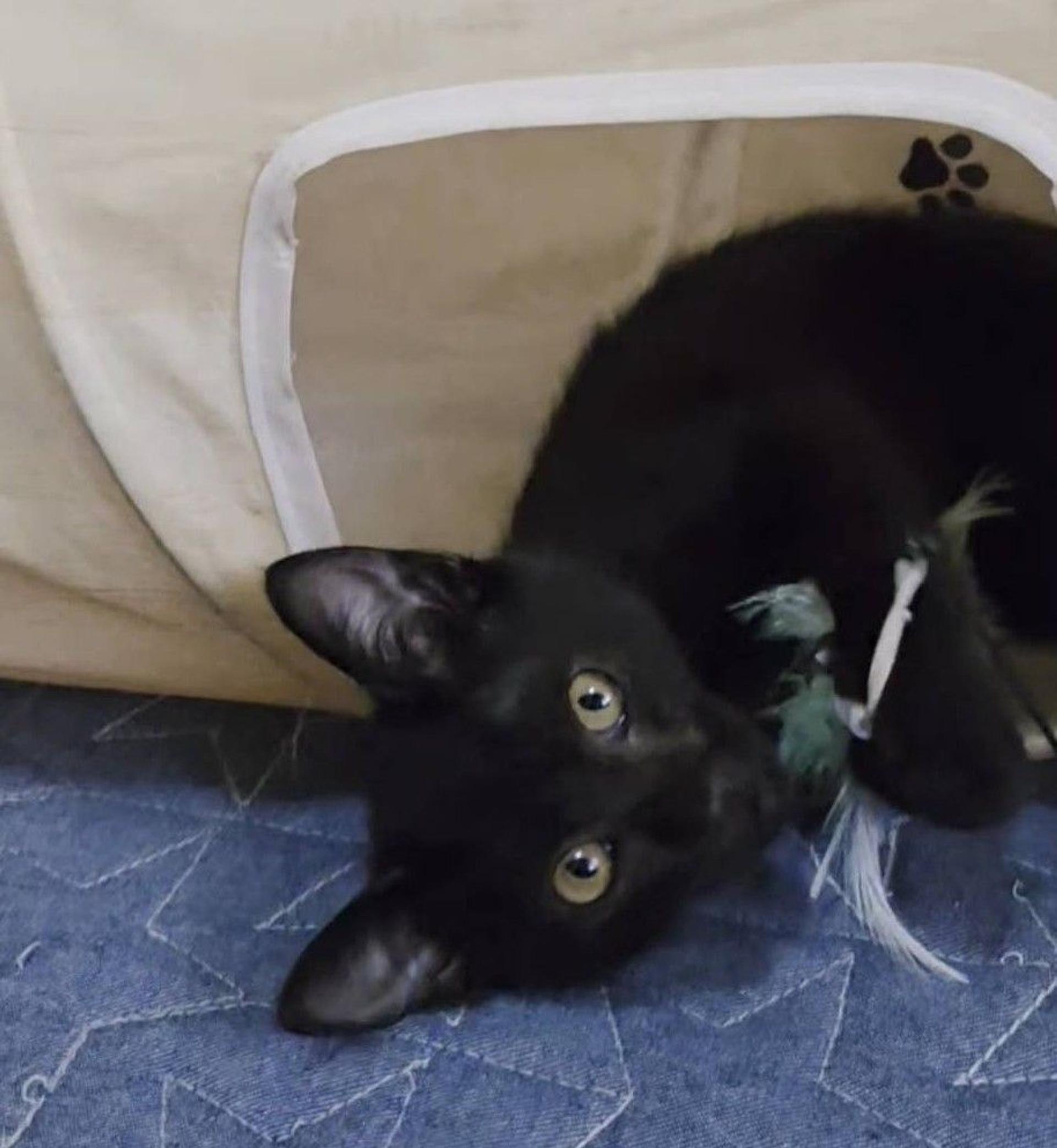 pet-image-2