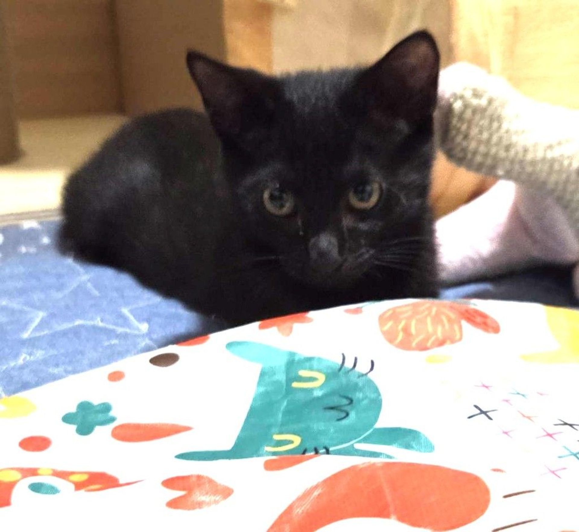 雑種（ミックス猫）・メスの里親募集の写真
