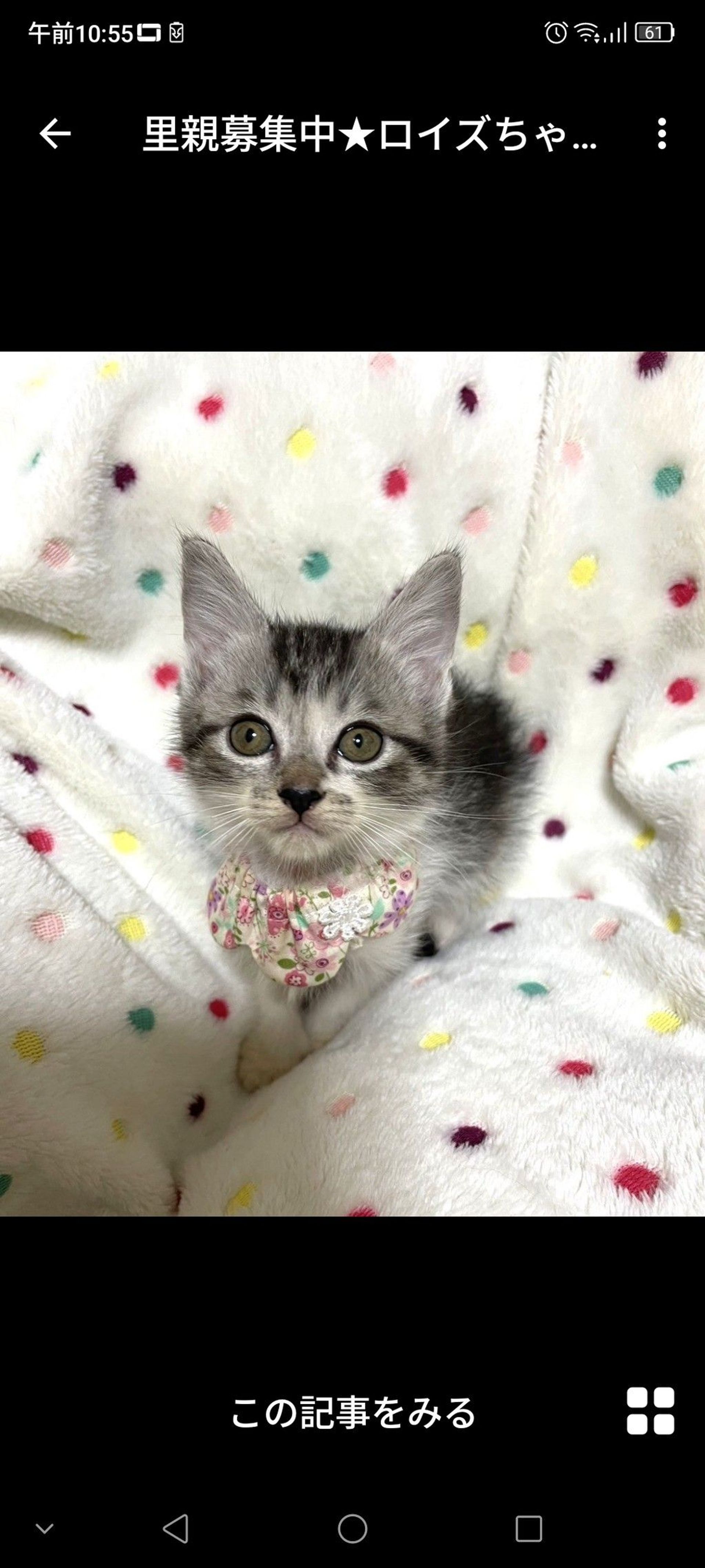 雑種（ミックス猫）・メスの里親募集の写真