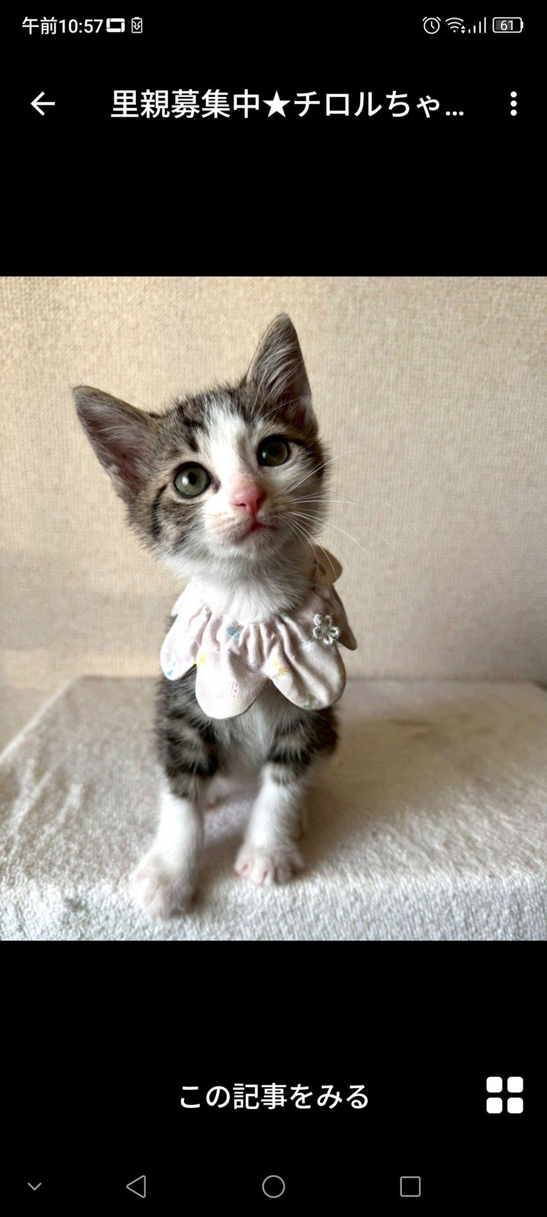 雑種（ミックス猫）・メスの里親募集の写真