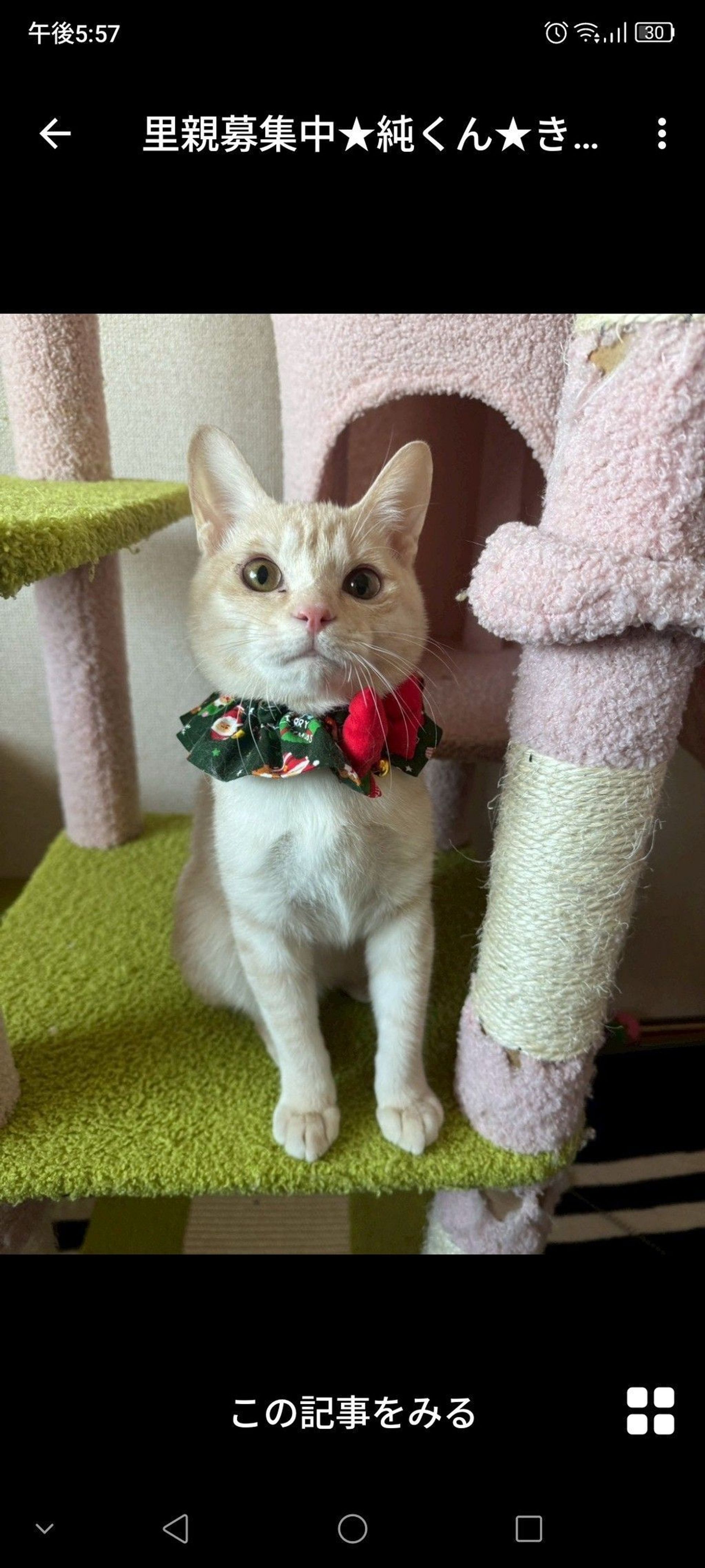雑種（ミックス猫）・オスの里親募集の写真